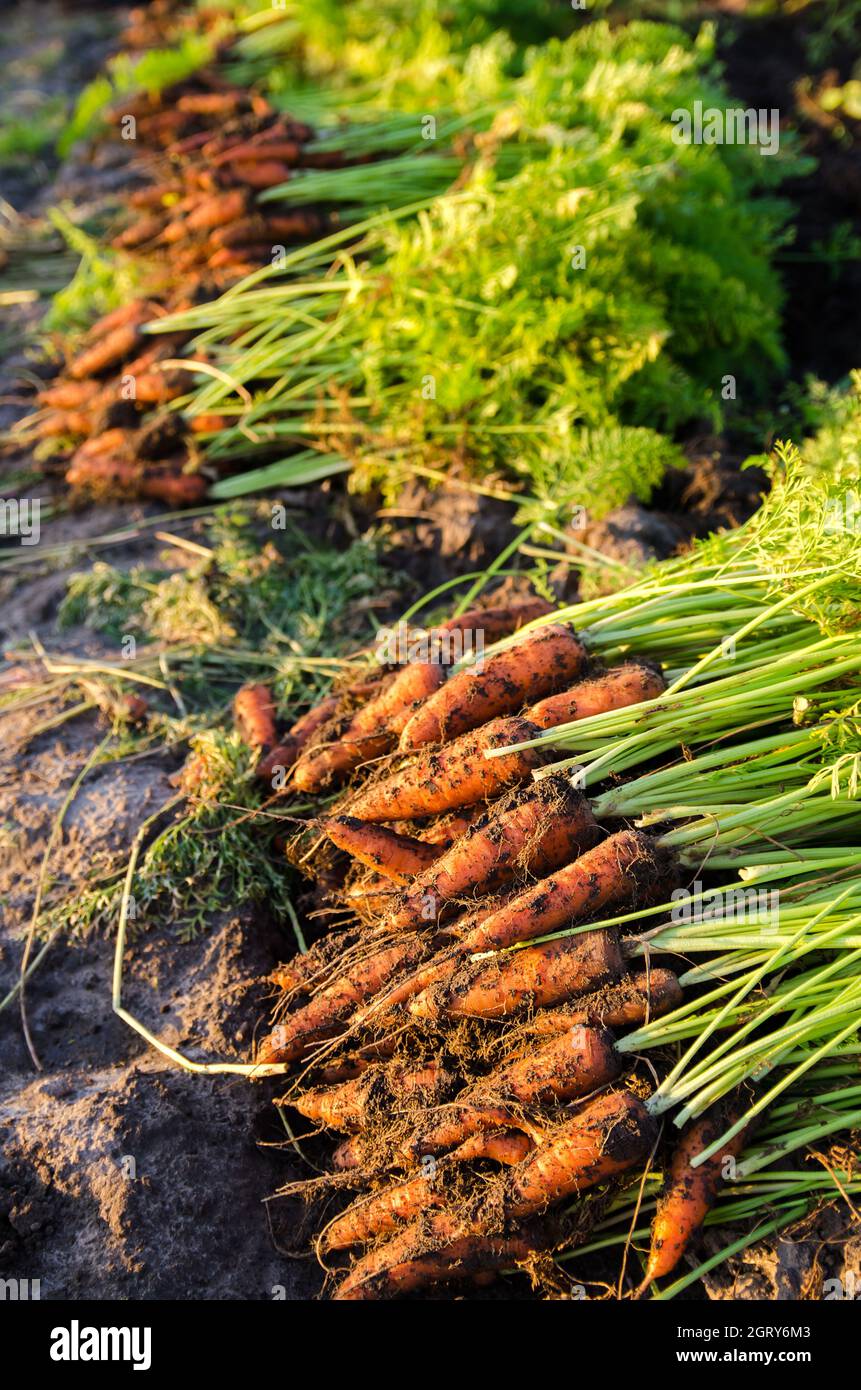 An einem sonnigen Tag liegt ein Haufen frisch gepflückter Karotten auf dem Feld. Geerntetes Bio-Gemüse. Landwirtschaft und Landwirtschaft. Saisonarbeit. Selektiver FOC Stockfoto