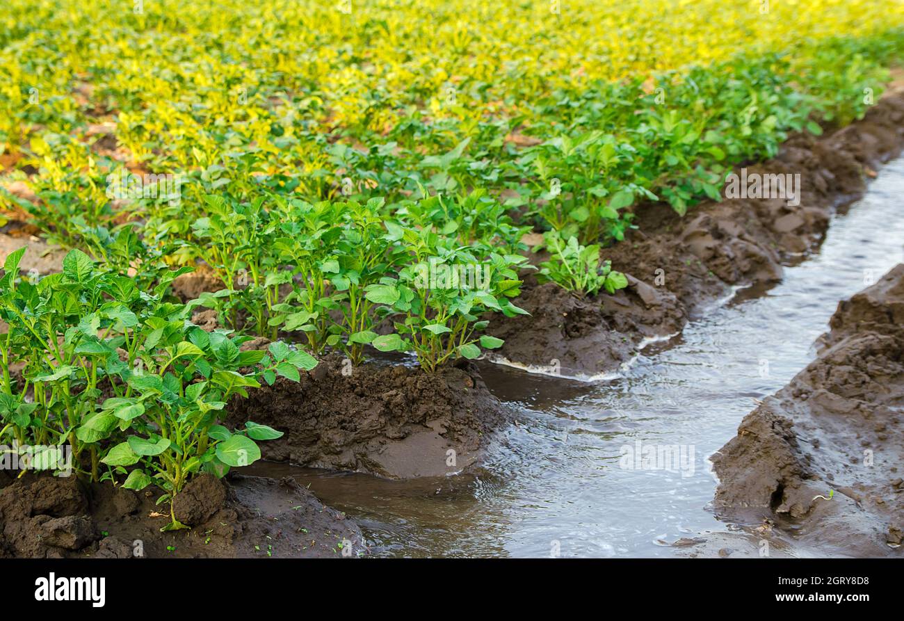 Bewässerung der Kartoffelplantage. Versorgung von landwirtschaftlichen Betrieben und der Agrarindustrie mit Wasserressourcen. Europäische Landwirtschaft. Landwirtschaft und Agrarwirtschaft. Anbau von Kulturpflanzen Stockfoto