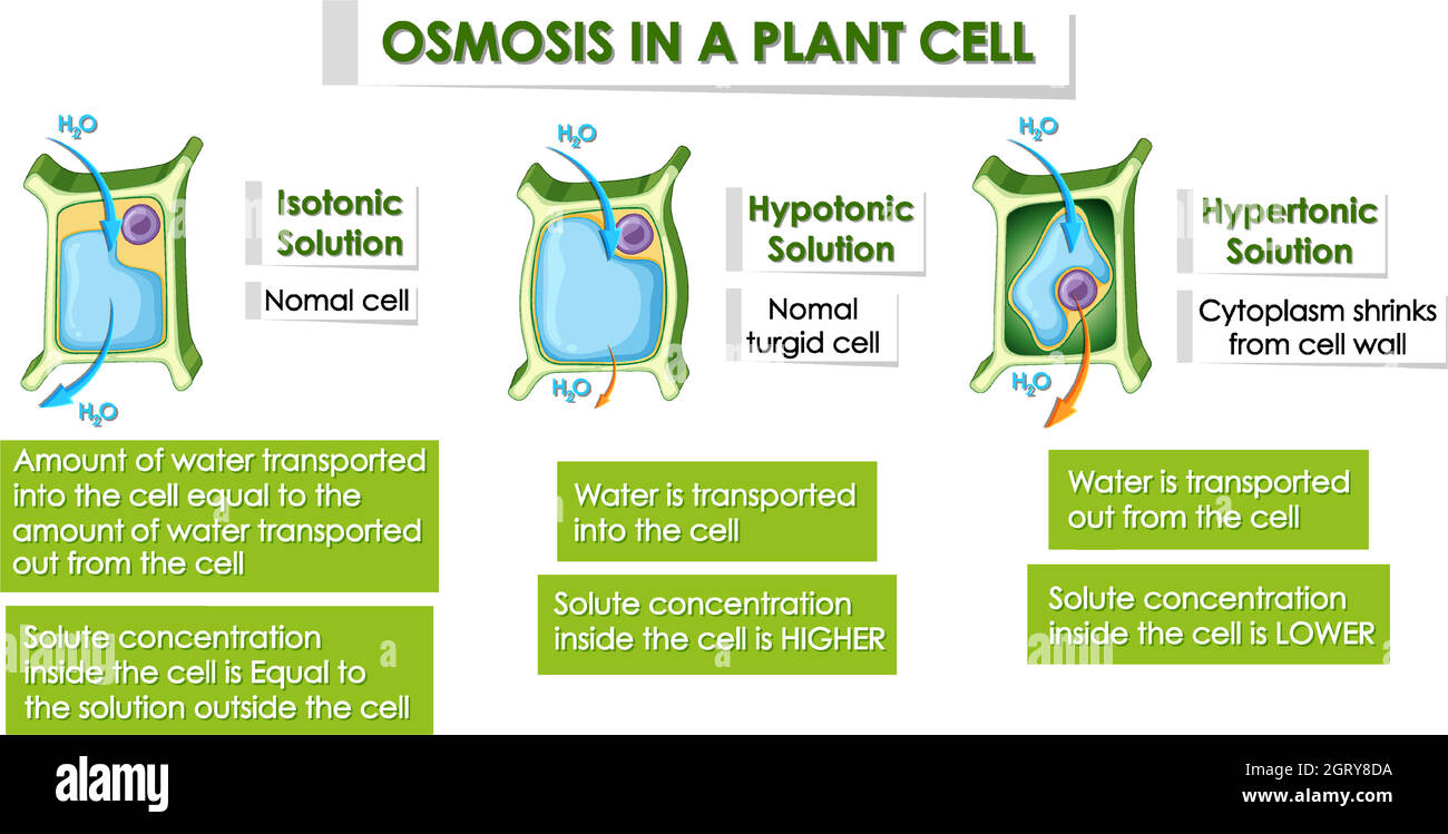 Diagramm mit Details zur Pflanzzelle Stock Vektor