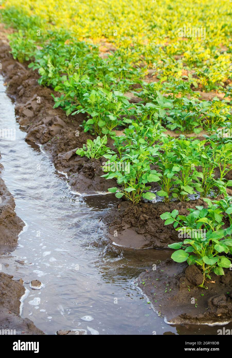 Bewässerung der Kartoffelplantage. Versorgung von landwirtschaftlichen Betrieben und der Agrarindustrie mit Wasserressourcen. Europäische Landwirtschaft. Landwirtschaft und Agrarwirtschaft. Anbau von Kulturpflanzen Stockfoto