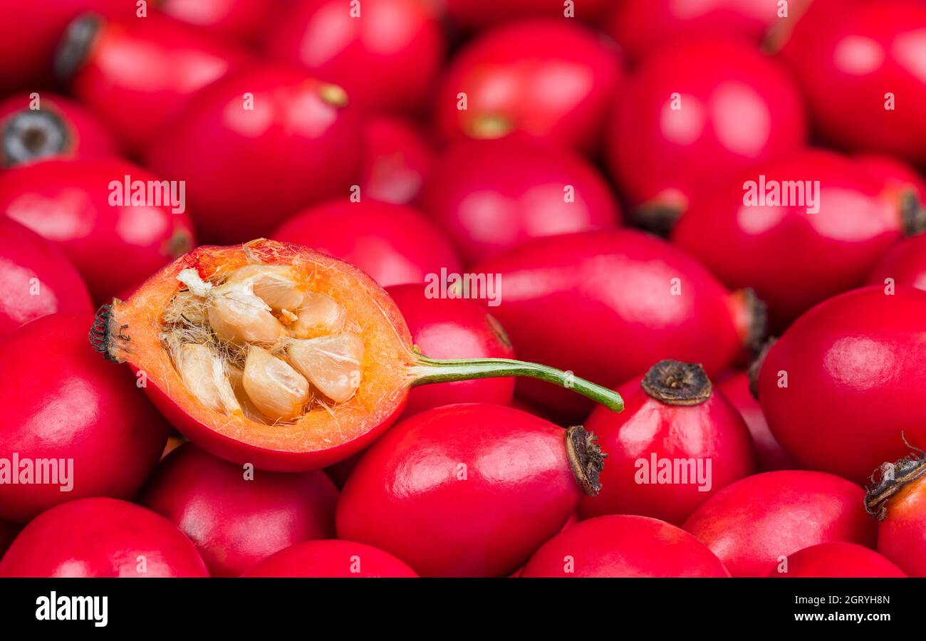 Hagebuttenhälfte mit Kern behaarten Samen in süßem Fruchtfleisch auf roter Fruchtstruktur. Nahaufnahme des Hagebuttenquerschnittes in reifen, brieren Beeren auf unscharfem Hintergrund. Stockfoto
