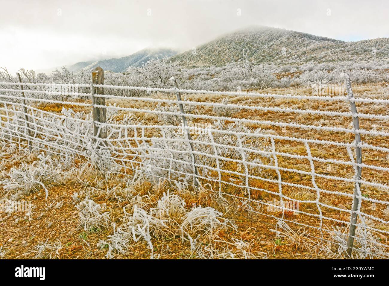 Texanische Wüste in einem Wintereissturm in der Nähe von Alpine, Texas Stockfoto