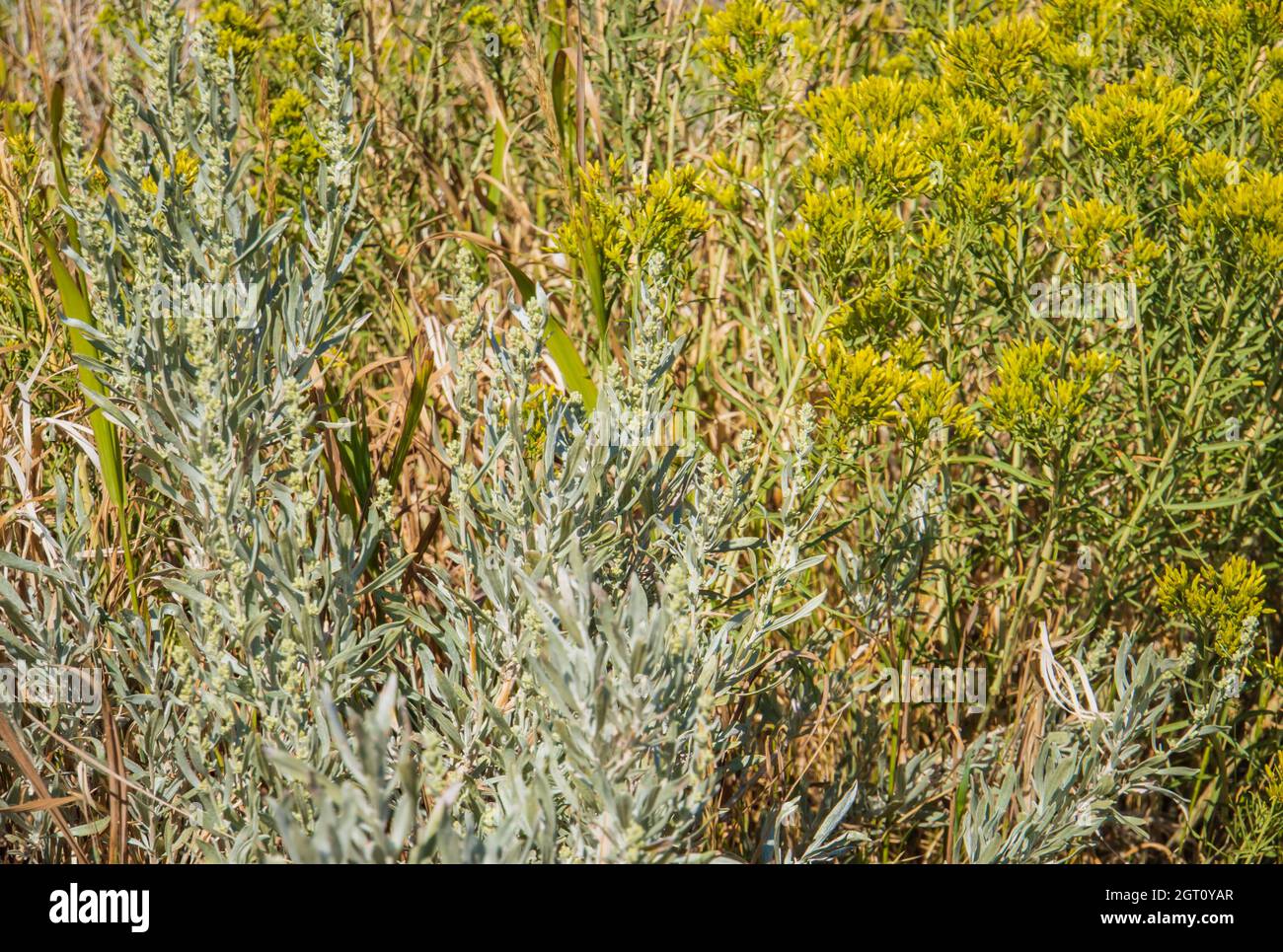 Blaugrüner Salbei und gelbe Kaninchenbuschblumen, die oft in den Landschaften von Montana zu sehen sind Stockfoto