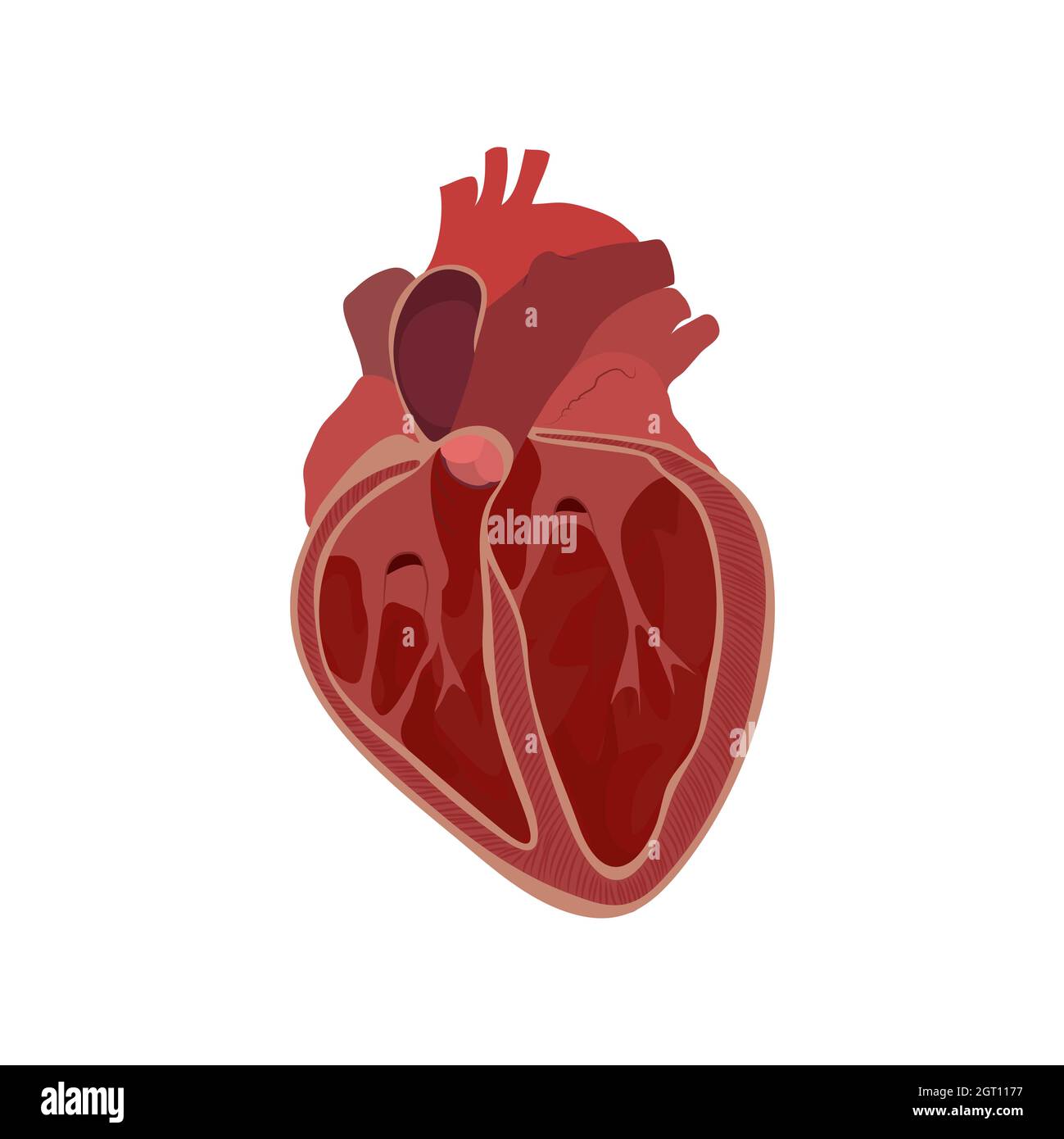 Innere Struktur des Herzens, Illustration Stockfoto