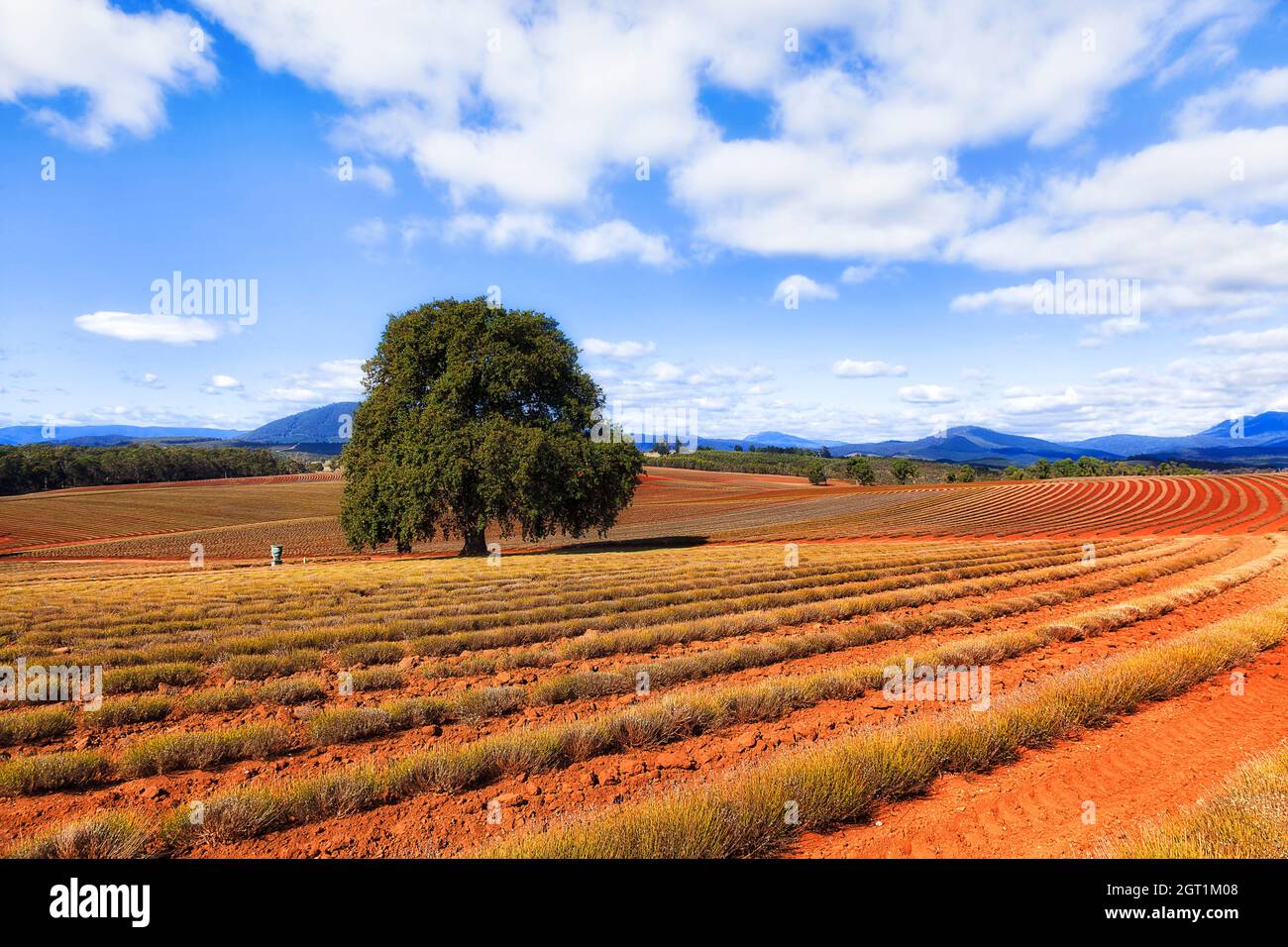 Das raue Klima auf der Lavendelfarm in Tasmanien in Australien - roter Boden des Outbades unter harter Sonne. Stockfoto