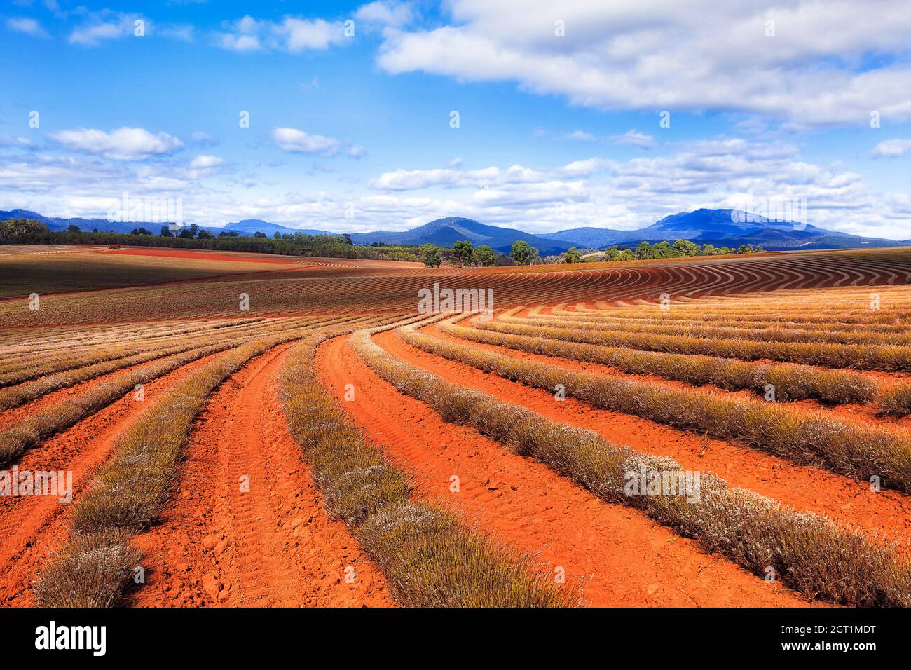 Lavendelfelder auf Red Australian Outback Boden in Tasmanien - etablierte Landwirtschaft. Stockfoto