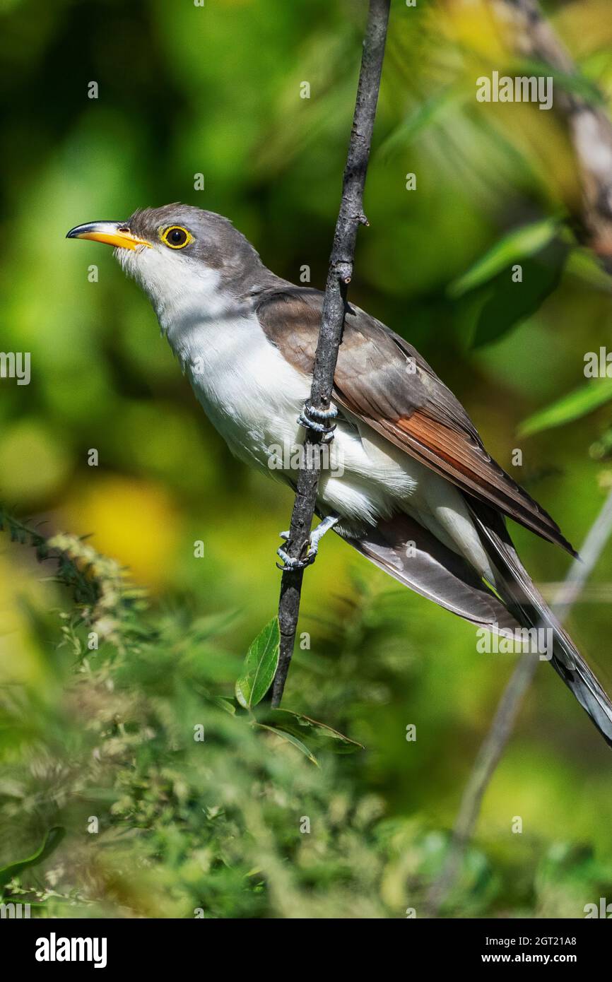 Gelbschnabelkuckuck während der Herbstmigration, Stockfoto