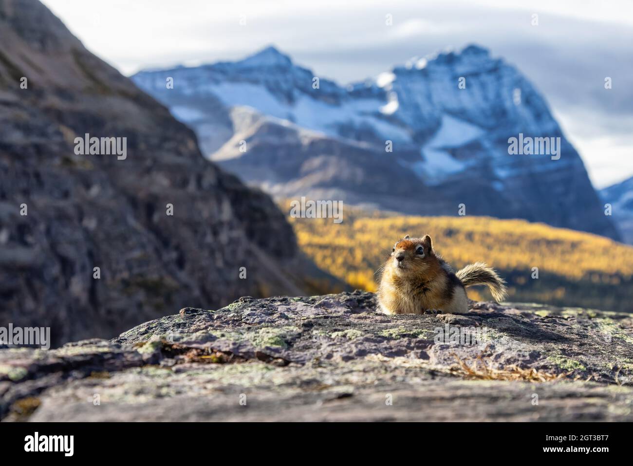Kleiner Chipmunk auf einem felsigen kanadischen Berg. Stockfoto