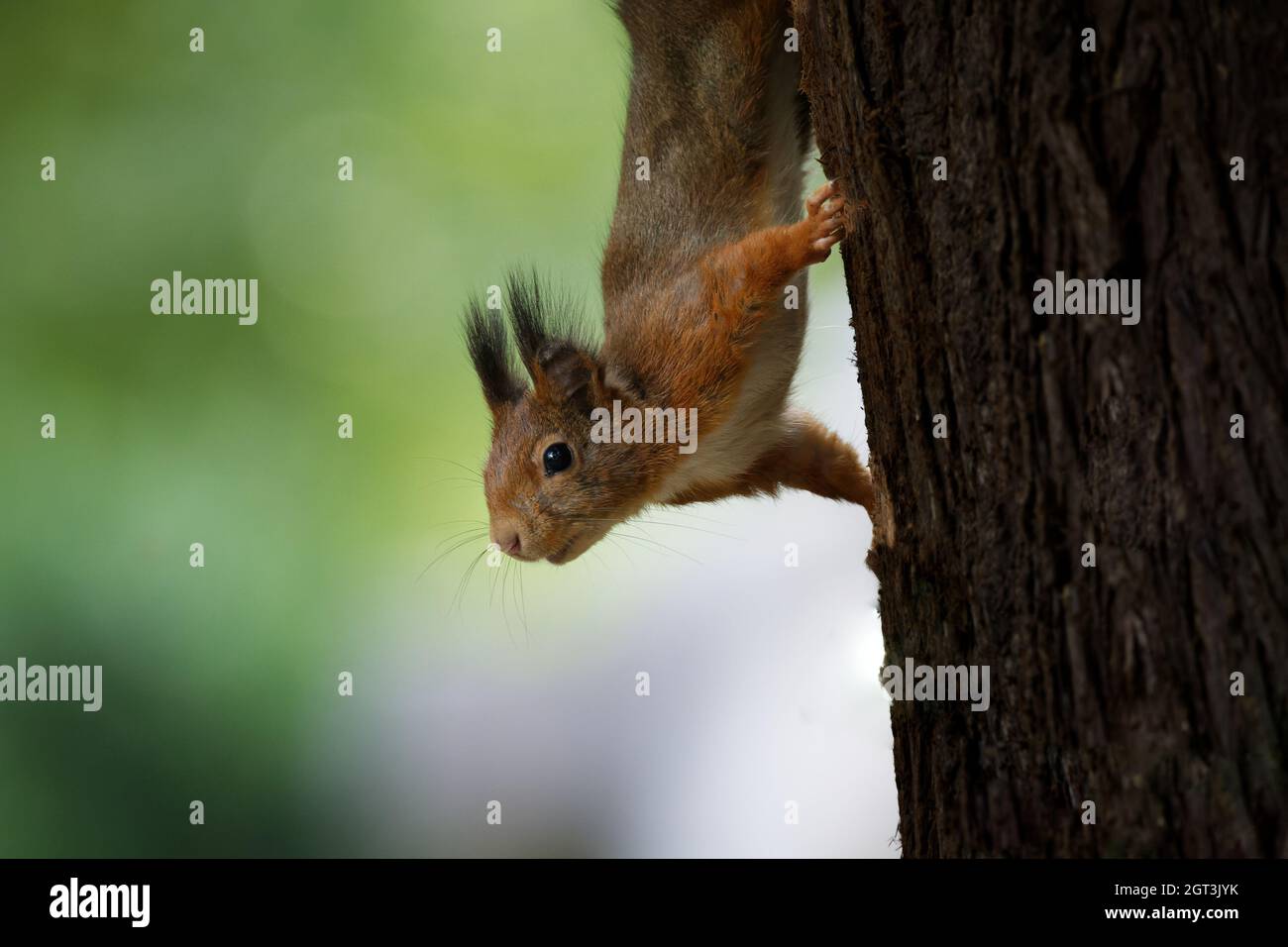 Nahaufnahme des Eichhörnchens auf dem Kopf auf dem Baumstamm, das neugierig aussieht Stockfoto