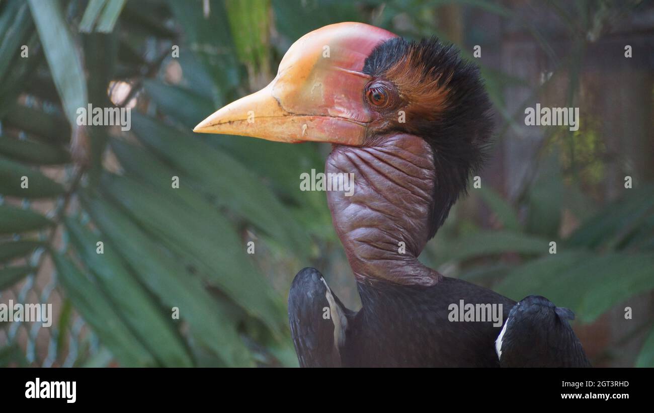 Nahaufnahme EINES helmeted Horbill Bird Stockfoto