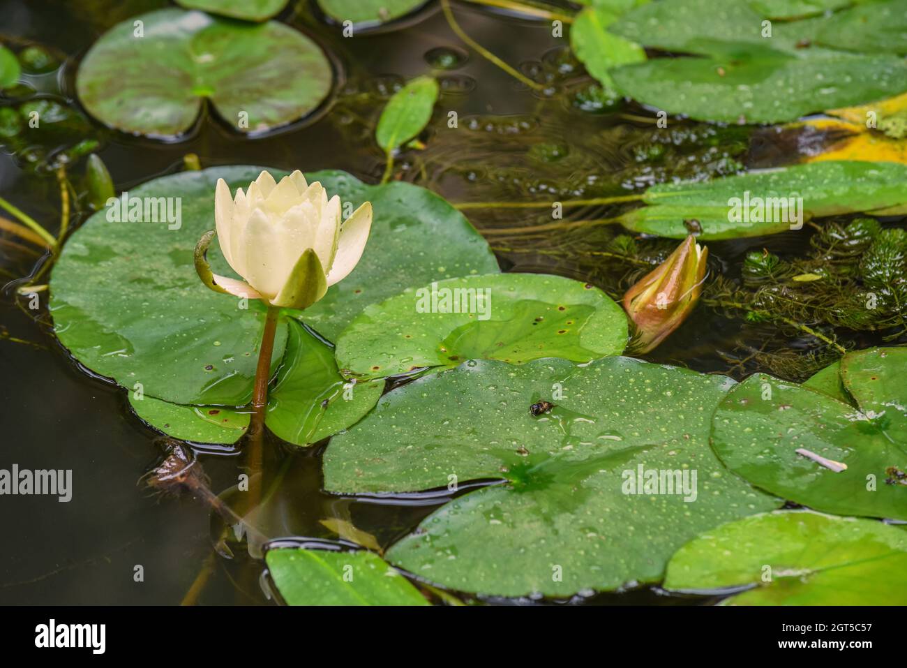 Blühende Seerose oder Nymphaeaceae mit Seerosenballen in einem Teich Stockfoto