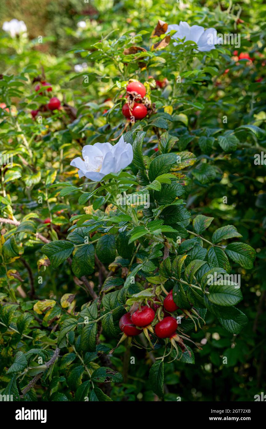 Rosa Rugosa, weiße japanische Rose, weiße faltige Rose, Ramanas-Rose, Hagebutten. Spätsommer mit Blumen und roten Hüften. Stockfoto