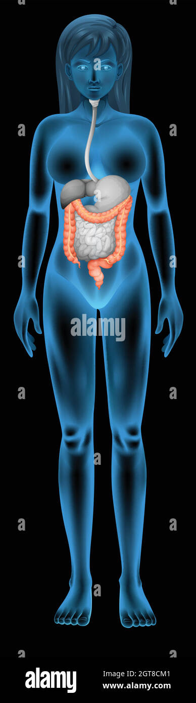 Human female large intenstine Stock Vektor