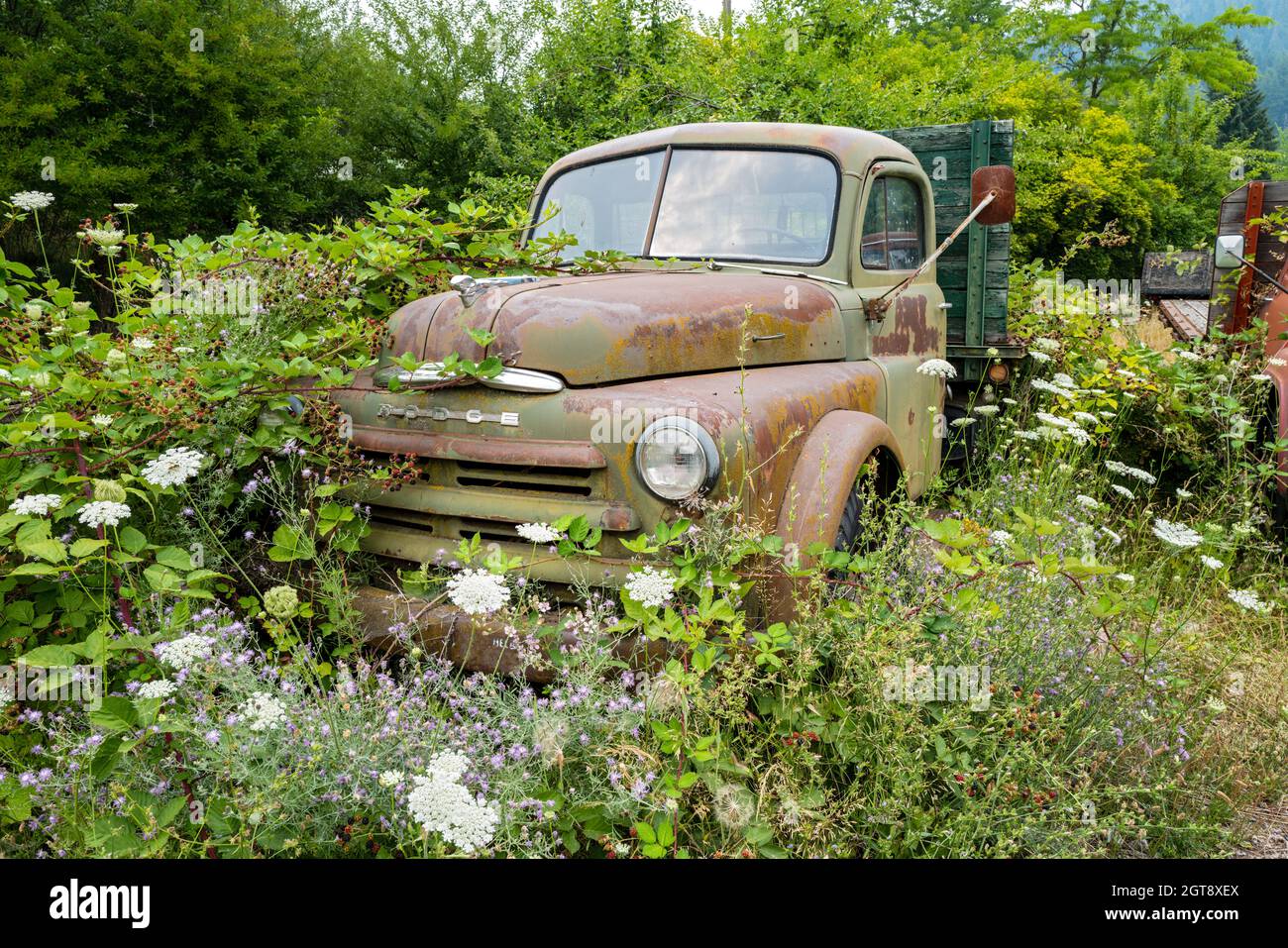 Ein 1949 Dodge Tieflader überwuchert mit Unkraut in einem Schrottplatz in Idaho, USA Stockfoto