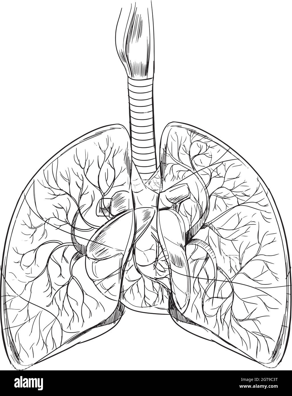 Menschliche Lunge Stock Vektor