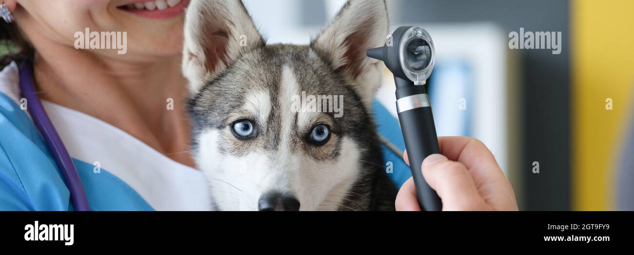 Tierarzt untersucht Wunde Ohr des Hundes mit Otoskop in der Klinik Stockfoto