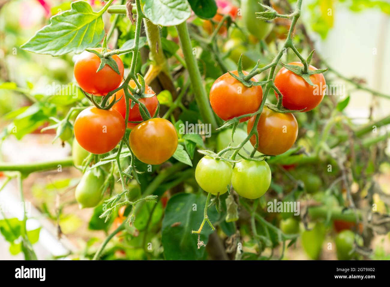 Grüne Und Rote Tomaten Wachsen Im Gemüsegarten. Neue Ernte Im Gemüsegarten Stockfoto