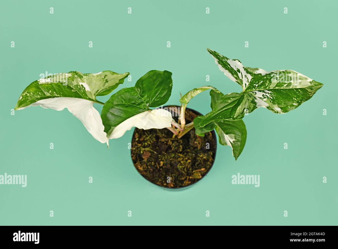 Draufsicht auf die exotische Hauspflanze 'Syngonium Podophyllum Variegata' mit weißen Flecken im Blumentopf auf grünem Hintergrund Stockfoto