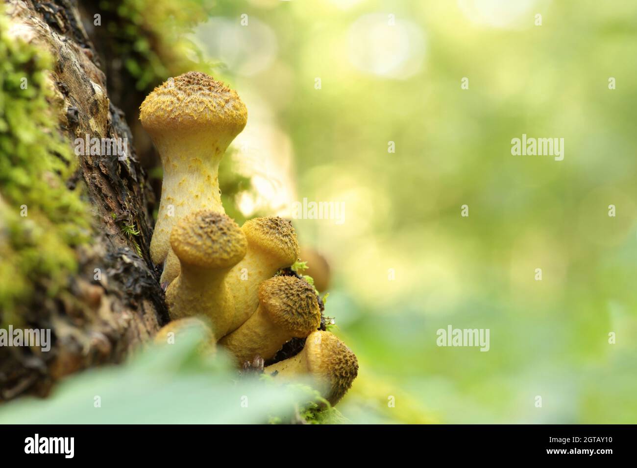 Pilze wachsen auf einem Baumstamm mit Waldhintergrund Stockfoto