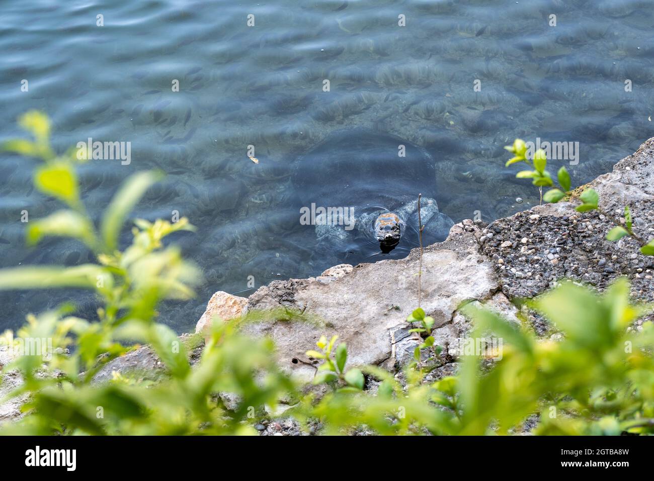 Eine wunderschöne Caretta-Caretta-Turtle sucht nach Essen am Rande eines Flusses neben einem Restaurant. Stockfoto