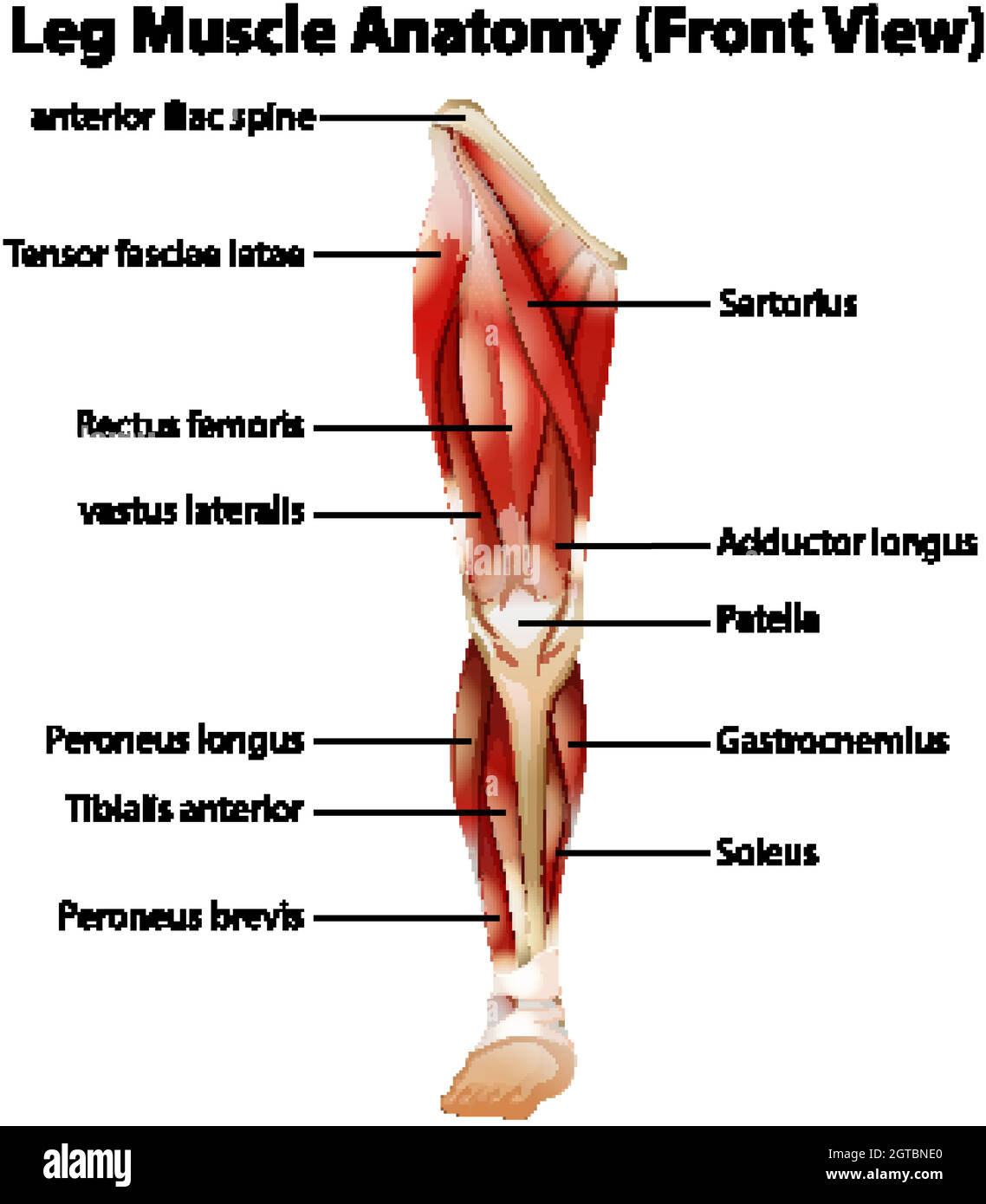 Anatomie Der Beinmuskulatur (Vorderansicht) Stock Vektor