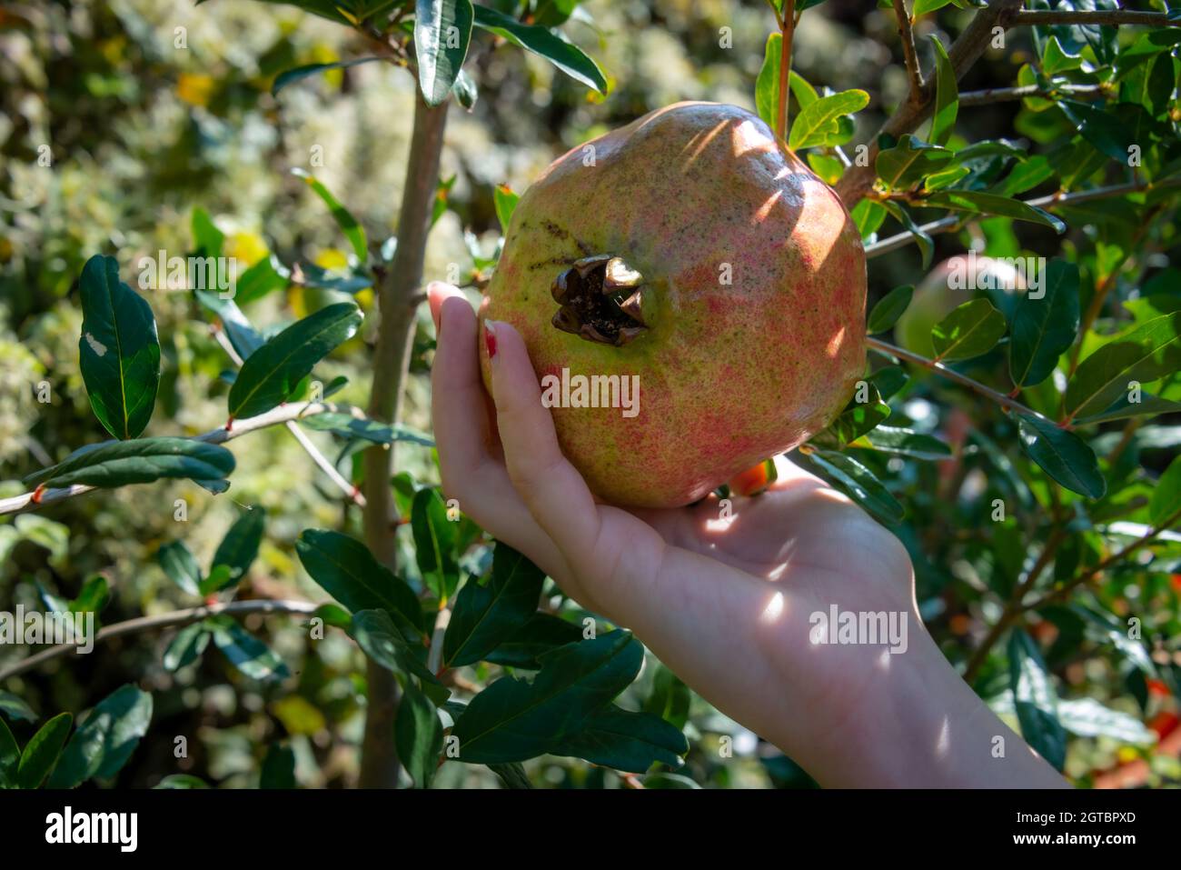 Hand pflücken einen reifen Granatapfel hängen in einem Baum, Gartenarbeit Herbst, Herbst. Stockfoto