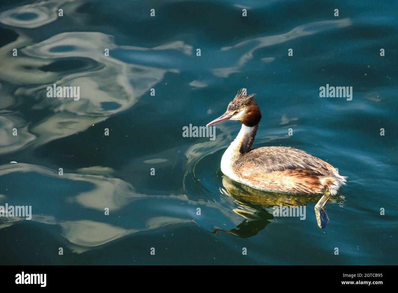 Zürichsee schwimmen Stockfotos und -bilder Kaufen - Alamy