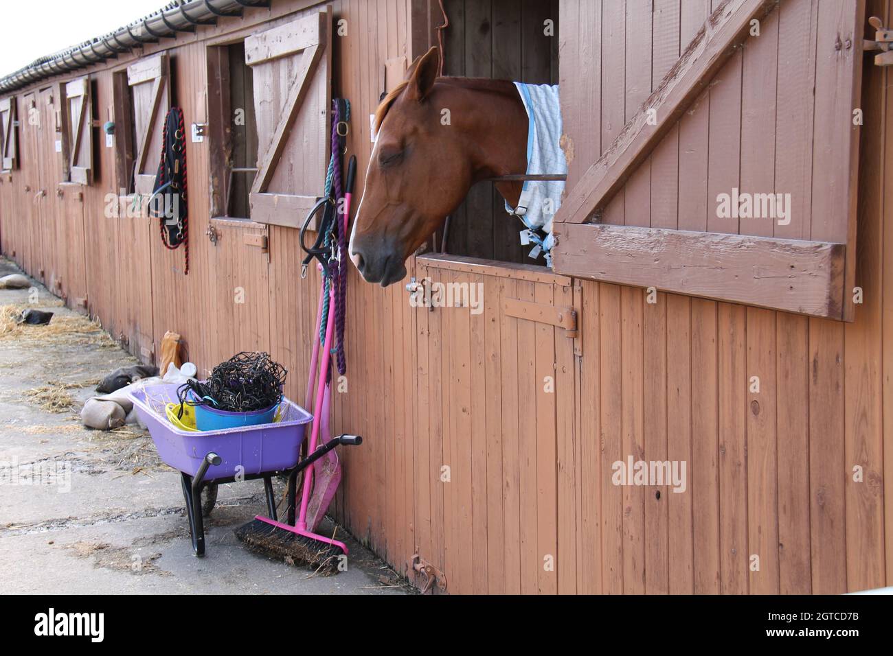 Eine Schubkarre zum Ausmucken in einem Pferdestall. Stockfoto