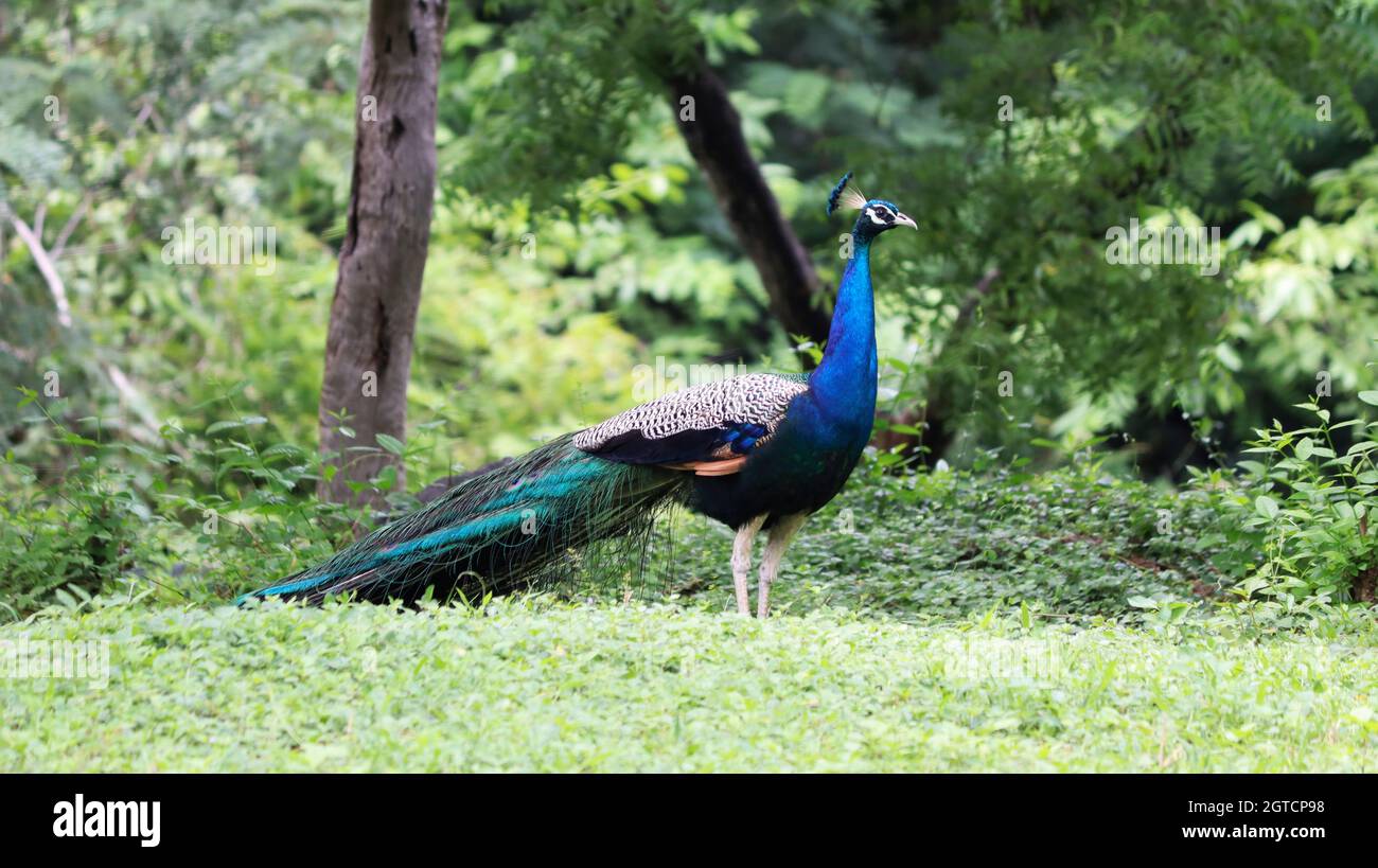 Die schöne blaue Farbe Pfau im grünen Boden Stockfoto