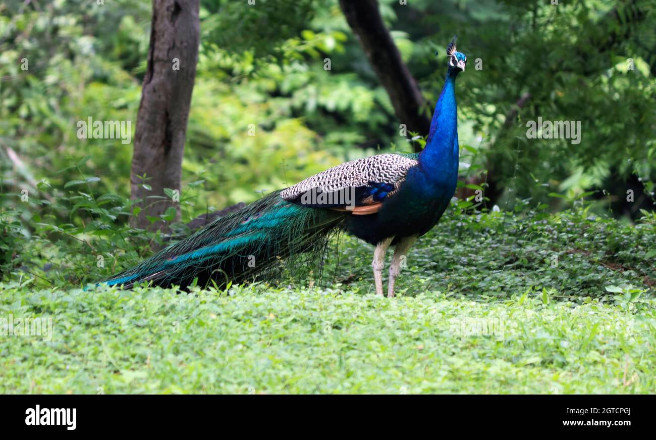 Die schöne blaue Farbe Pfau im grünen Boden Stockfoto