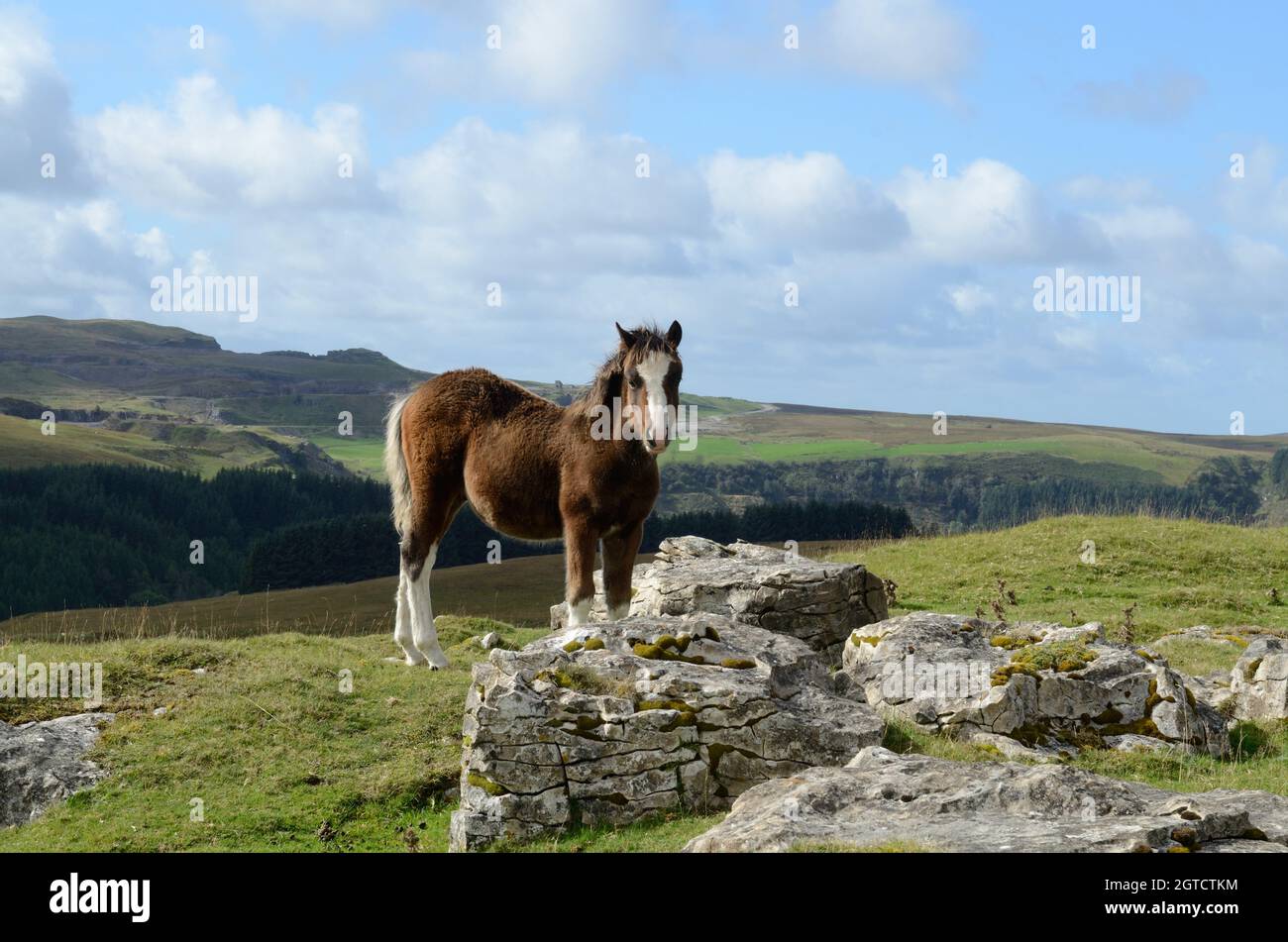 Welsh Mountain Pony Fohlen auf Hochmoorland Mynydd Llangyndir Trefil Blaenau Gwent Wales Cymru UK Stockfoto