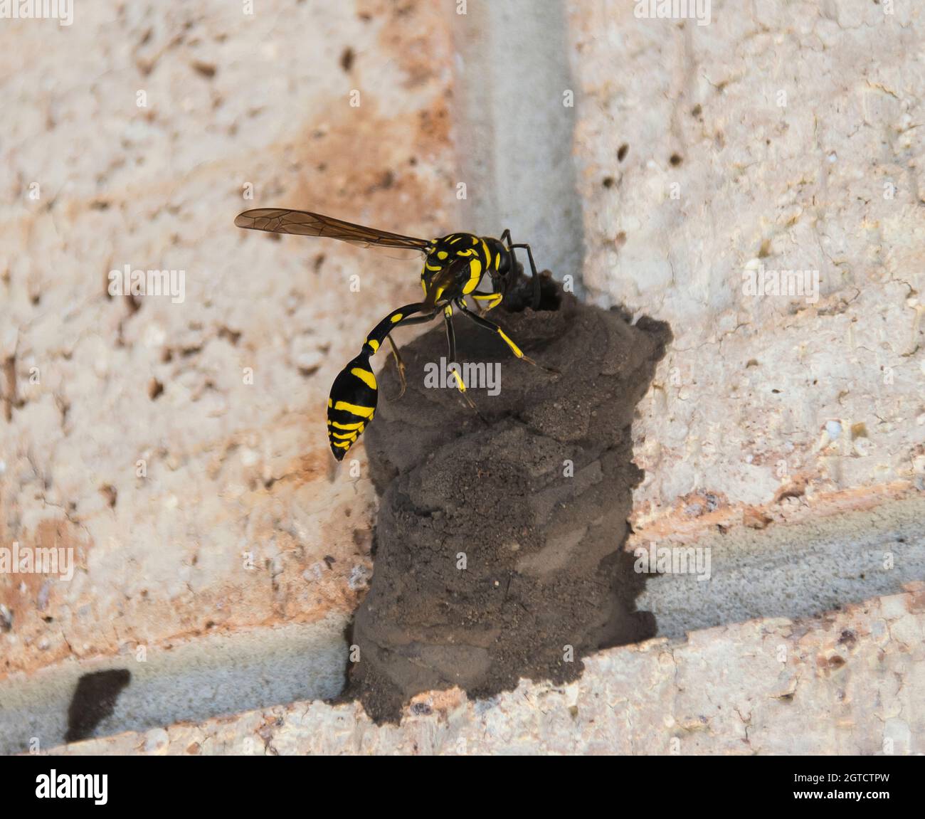 Weibliche Schlammwespe, Mud-Dauber-Wespe, Vasezellen-Mud-Dauber-Wespe, Sceliphron formosum, Lehmnest zum Eierlegen. Garden, Queensland, Australien. Stockfoto