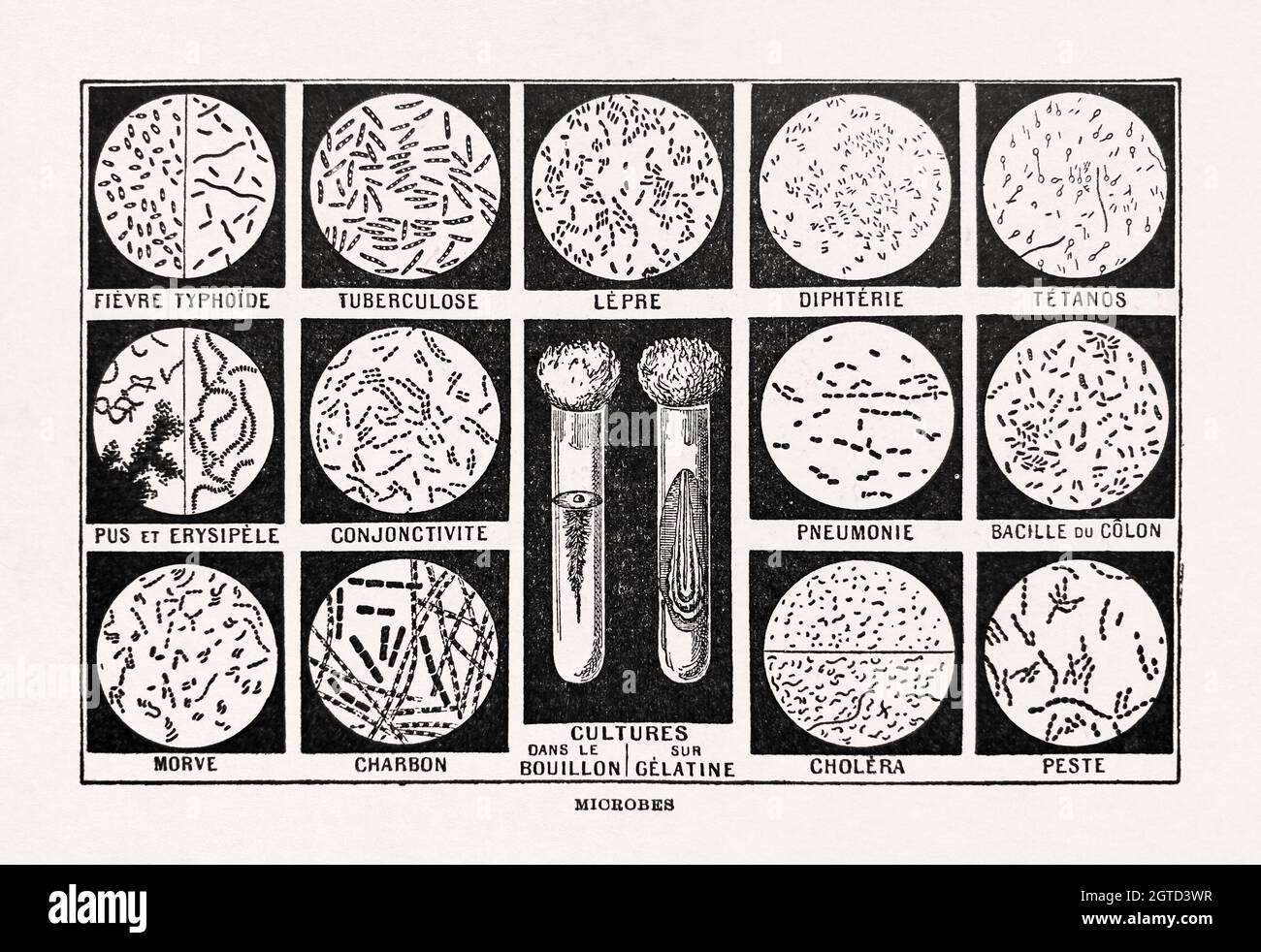 Alte Illustration über die Mikroben, die im französischen Wörterbuch 'Dictionnaire complet illustré' des Herausgebers Larousse im Jahr 1899 gedruckt wurde. Stockfoto