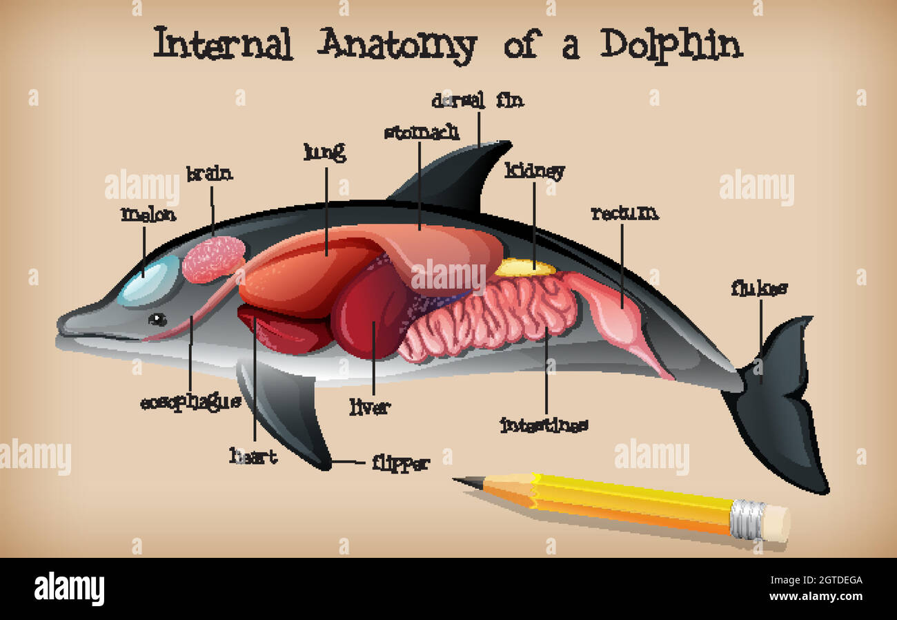 Innere Anatomie eines Delfins Stock Vektor