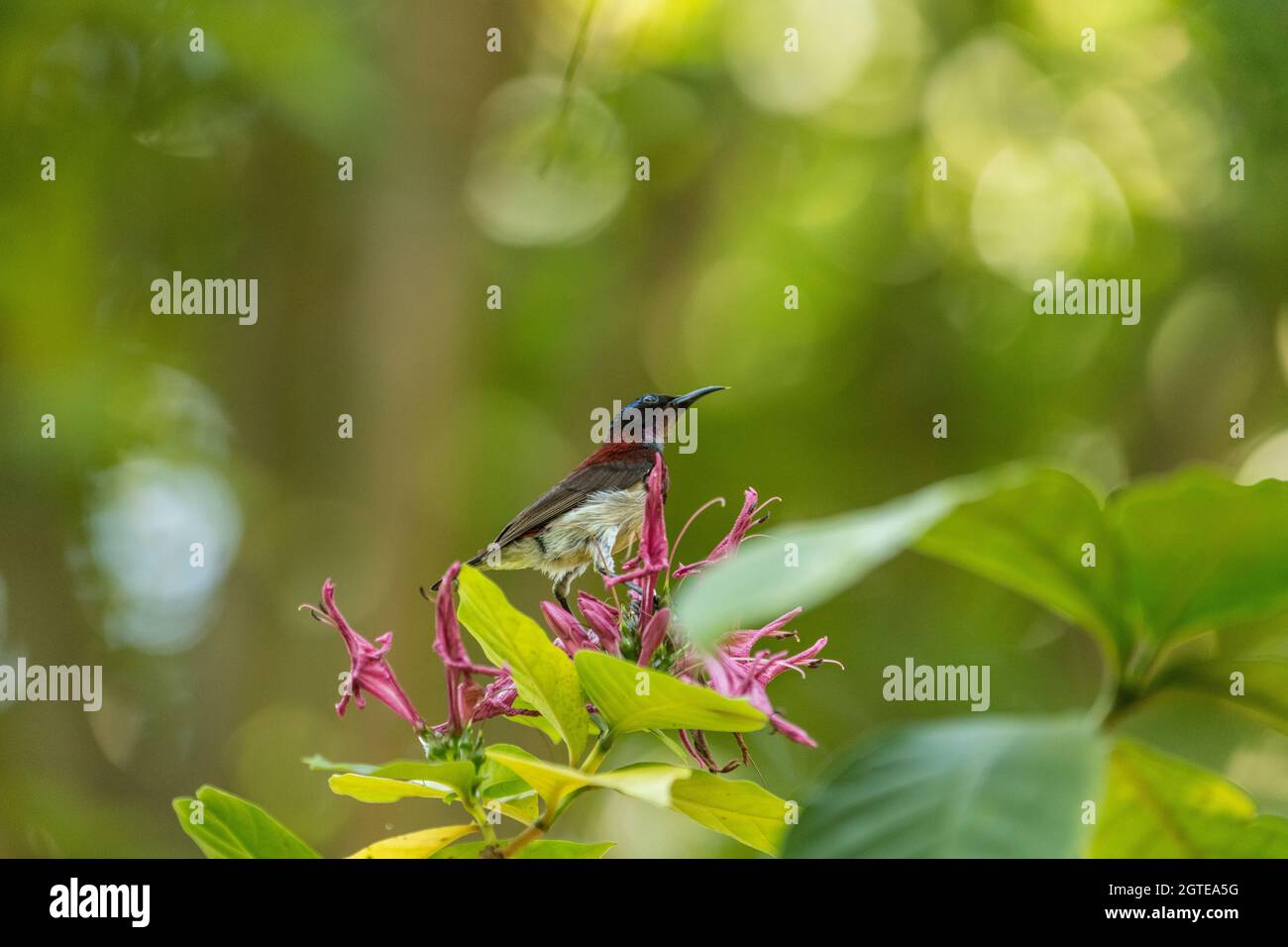 Purpurrote Sonnenvögel auf einer Hibiskuspflanze Stockfoto