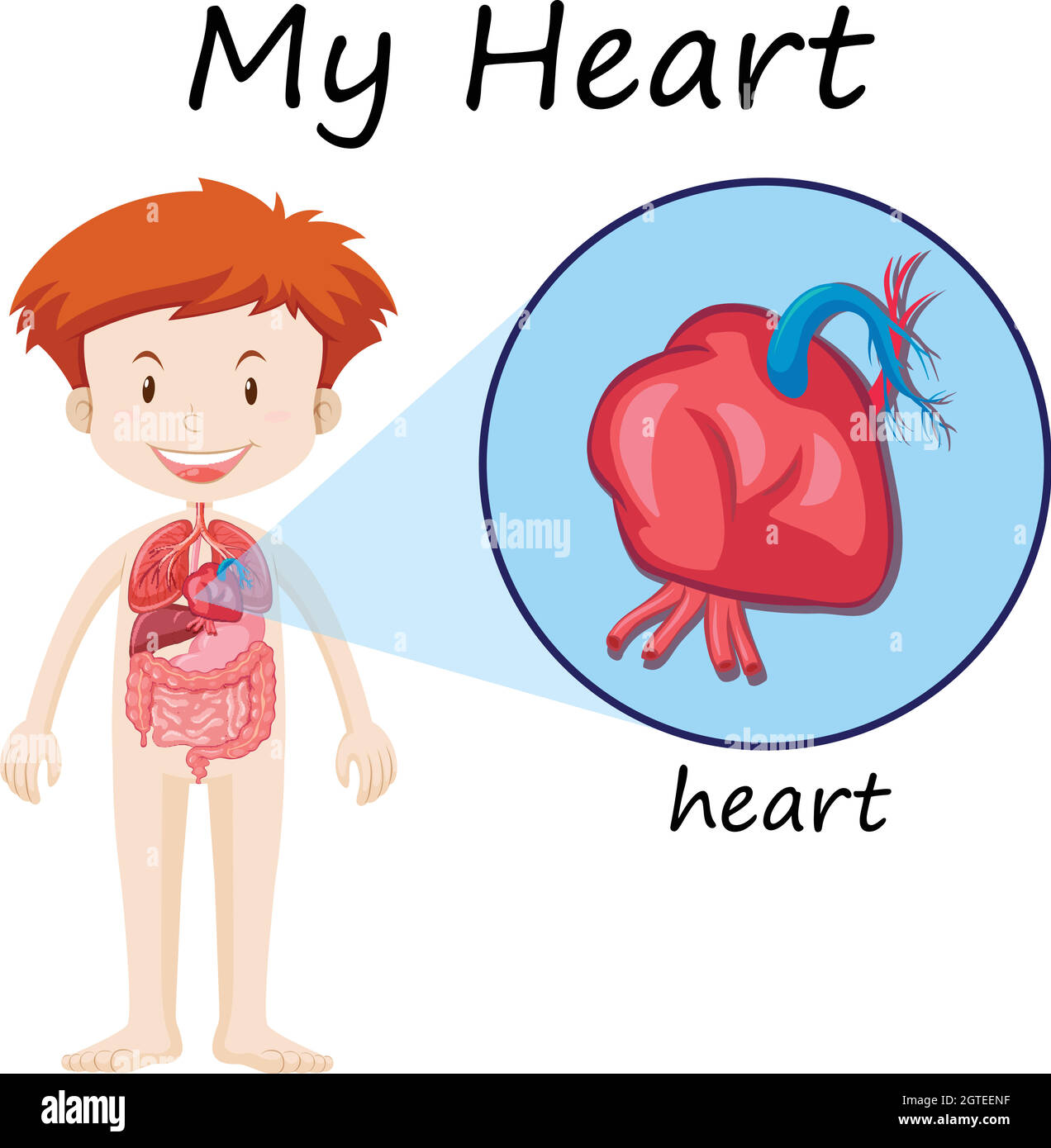 Anatomiediagramm des Menschen mit Junge und Herz Stock Vektor