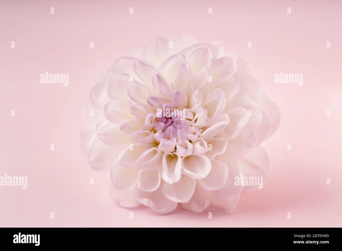 Trendiges Bild einer weißen Blume auf trendigem rosa hintergrundin Nahaufnahme für Dekorationsdesign. Minimalkonzept. Schöne rosa Geschenkkarte mit Kopieplatz. Stockfoto