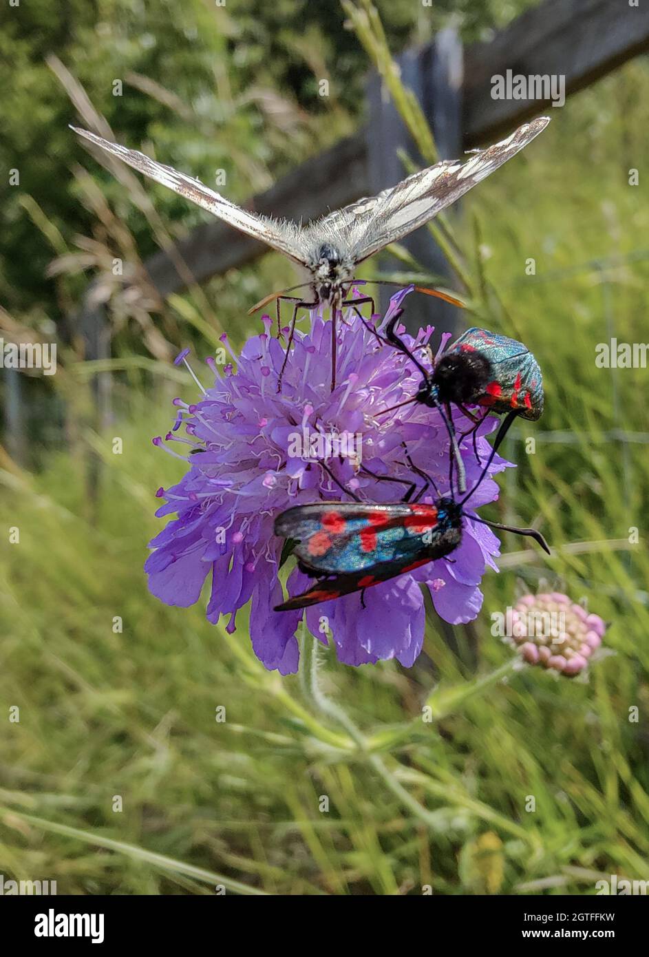 Marmorierte weiße Schmetterlinge (Melanargia galathea) und 6-Punkt-burnett-Motten, die sich von scheußlichen fressen Stockfoto