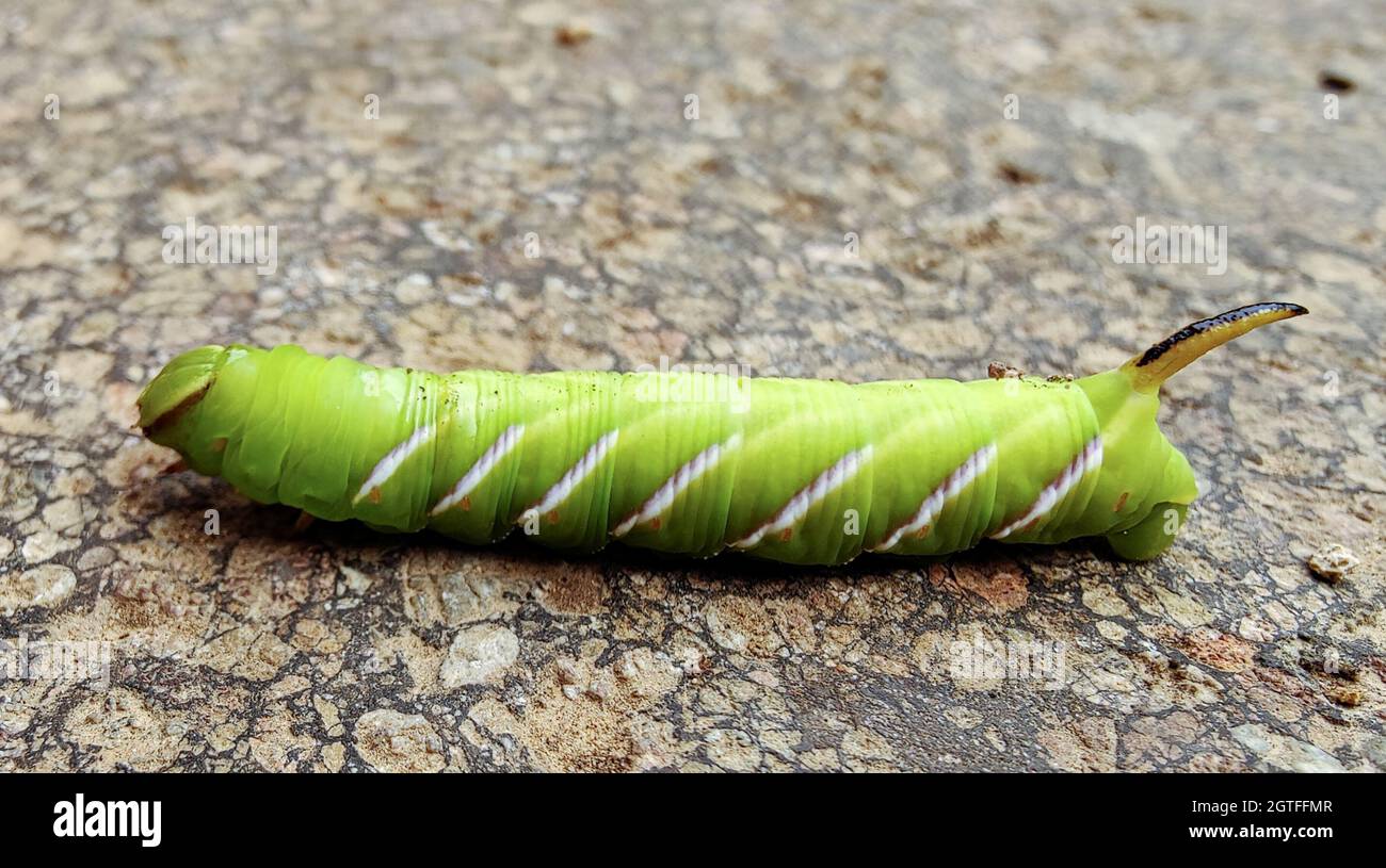 Liguster raupe -Fotos und -Bildmaterial in hoher Auflsung  Alamy