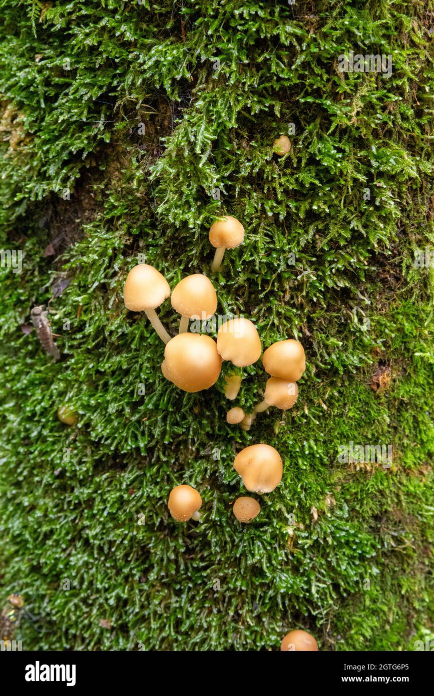 Pilze auf moosbedeckter Baumrinde, Hochformat Stockfoto