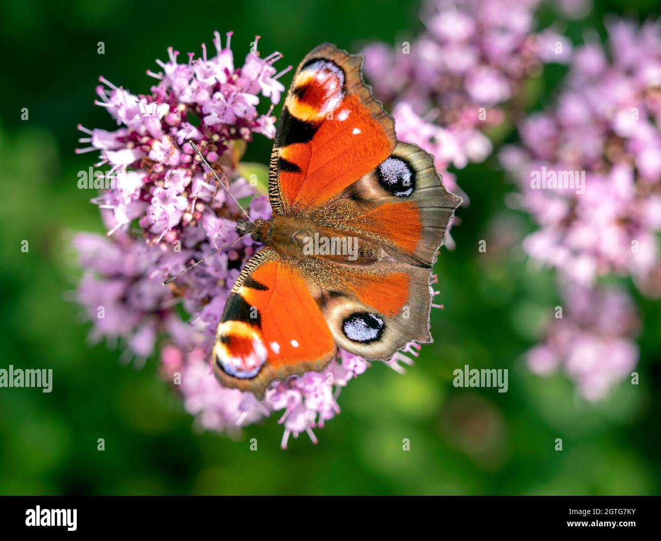 Der Pfauenschmetterling ernährt sich von den Blüten einer Oranganopflanze Stockfoto