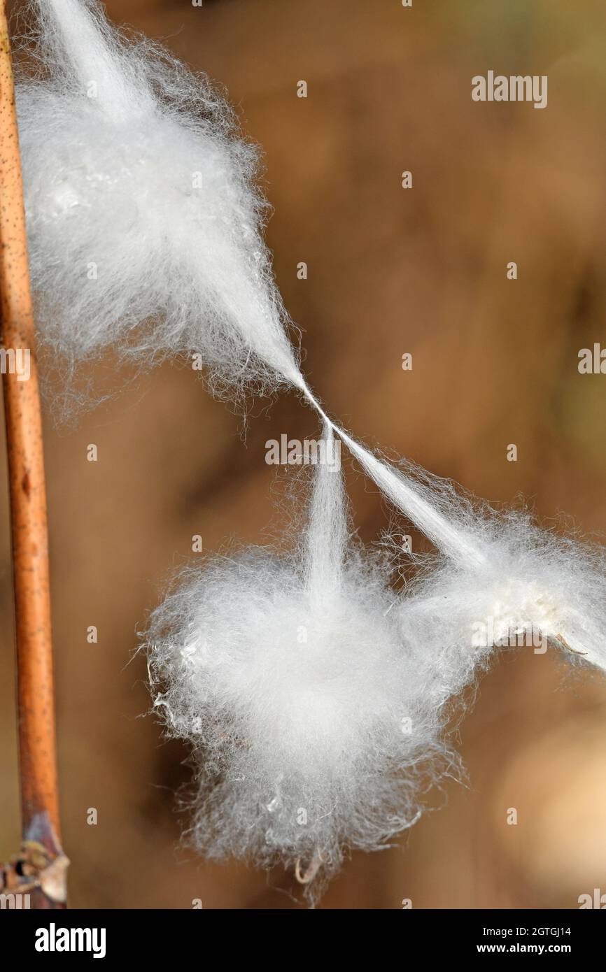 Weiße Baumwolle auf dem Feld - Nahaufnahme Stockfoto