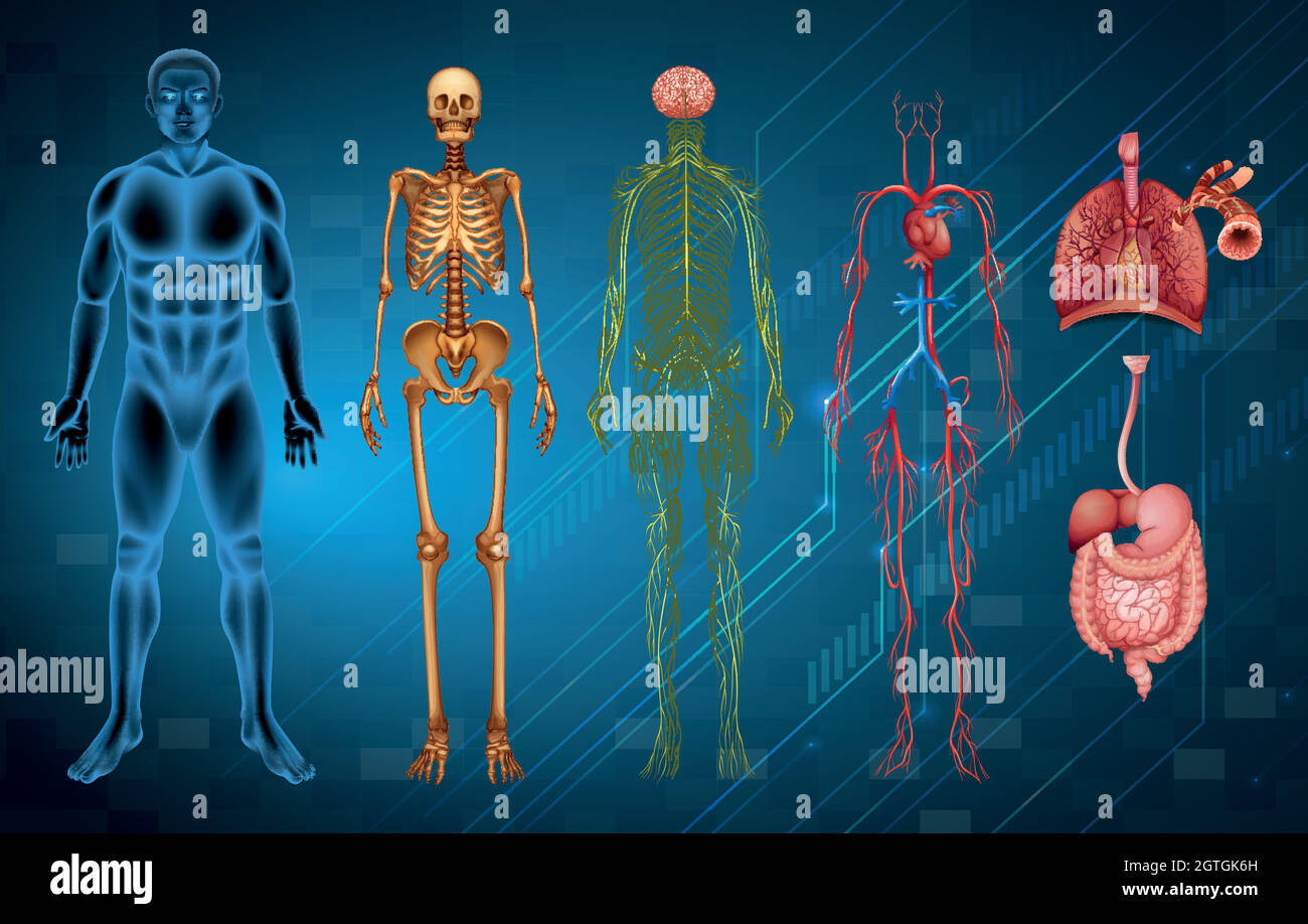 Menschliche Körpersysteme Stock Vektor