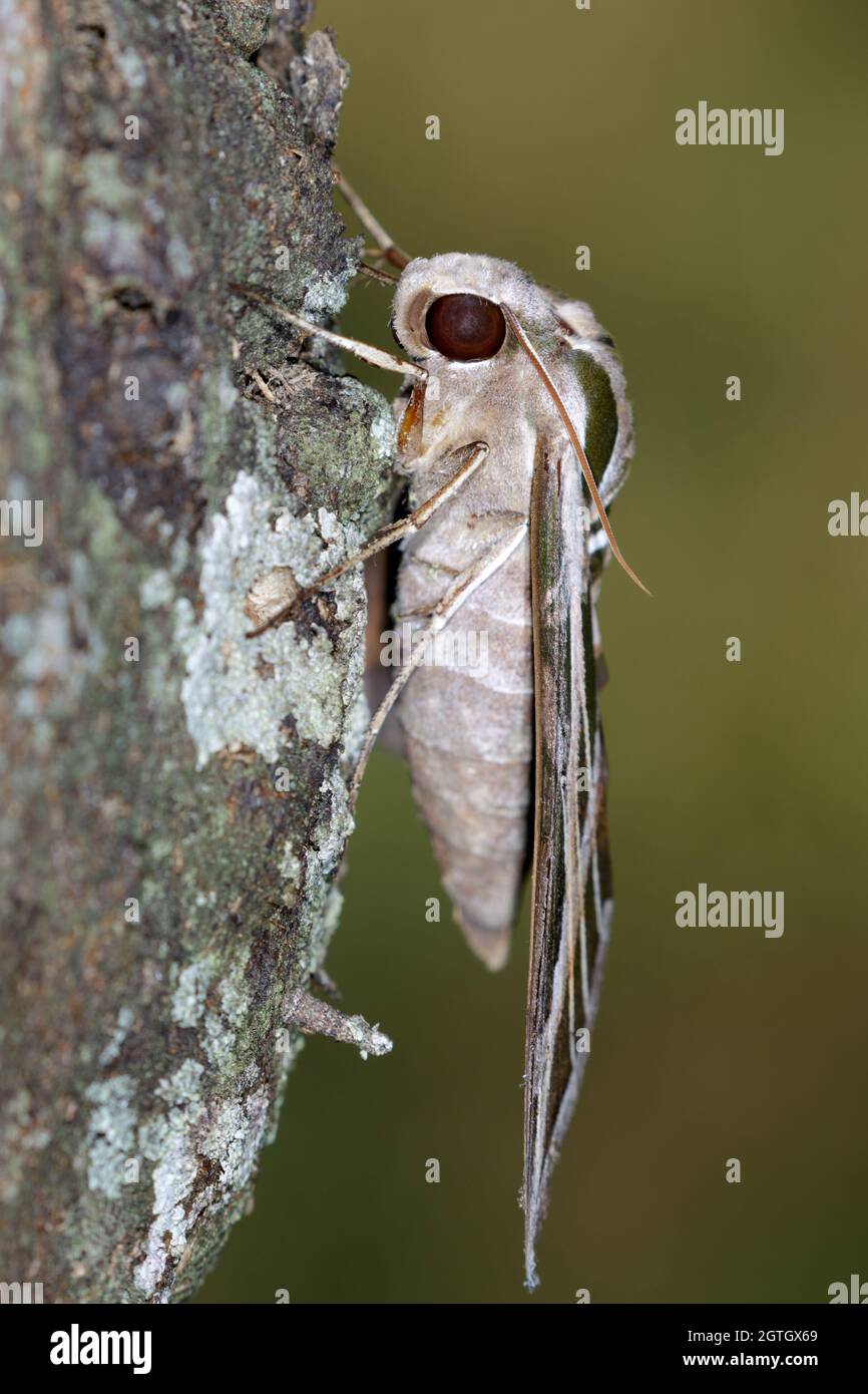 Vine Sphinx Moth oder Falkenmotte (Eumorpha vitis), Seitenansicht, Texas, USA. Stockfoto