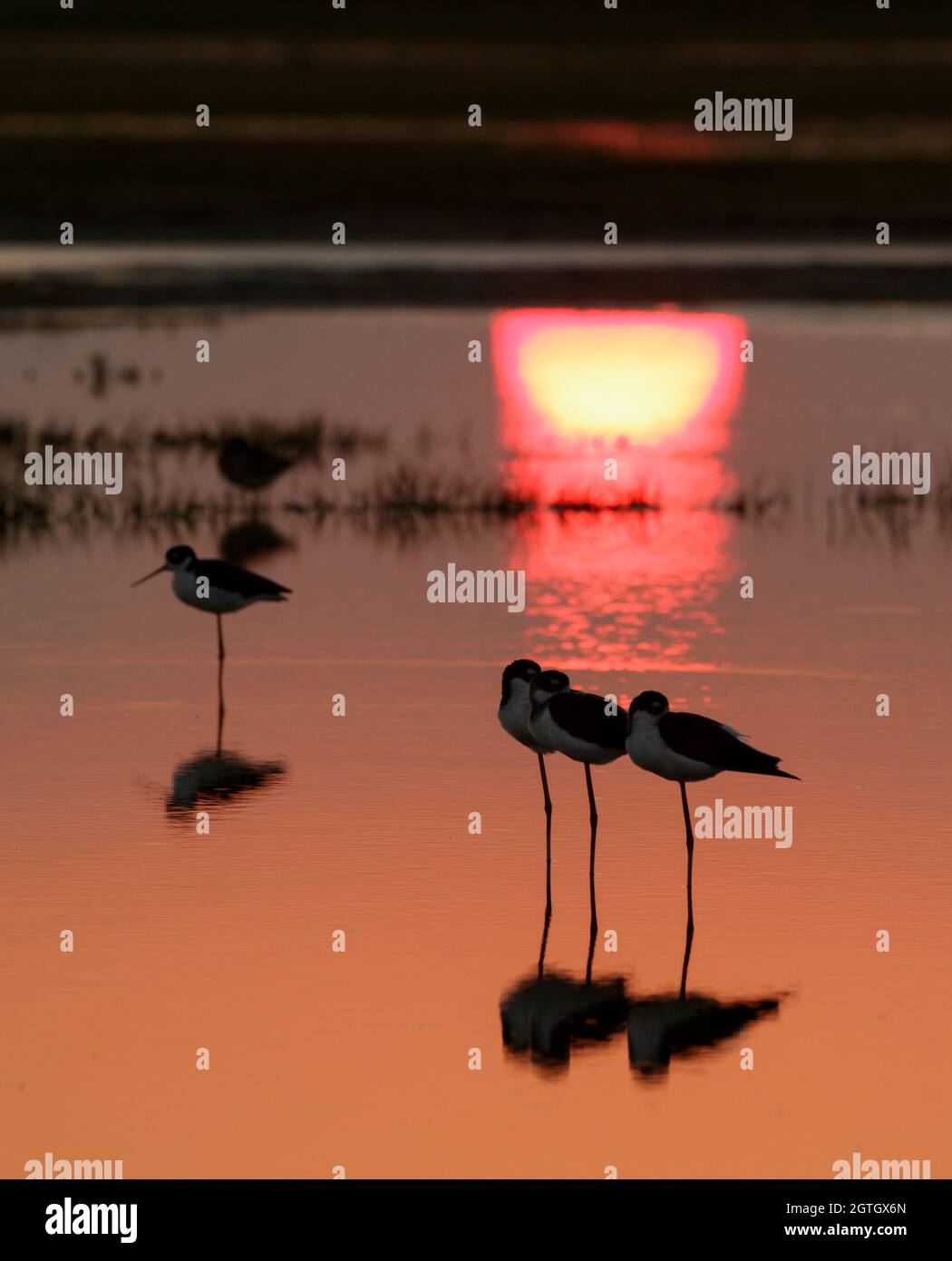 Schwarzhalsstelzen (Himantopus mexicanus), die bei Sonnenuntergang im seichten Wasser des Gezeitensumpfes schlafen, Galveston, Texas, USA. Stockfoto