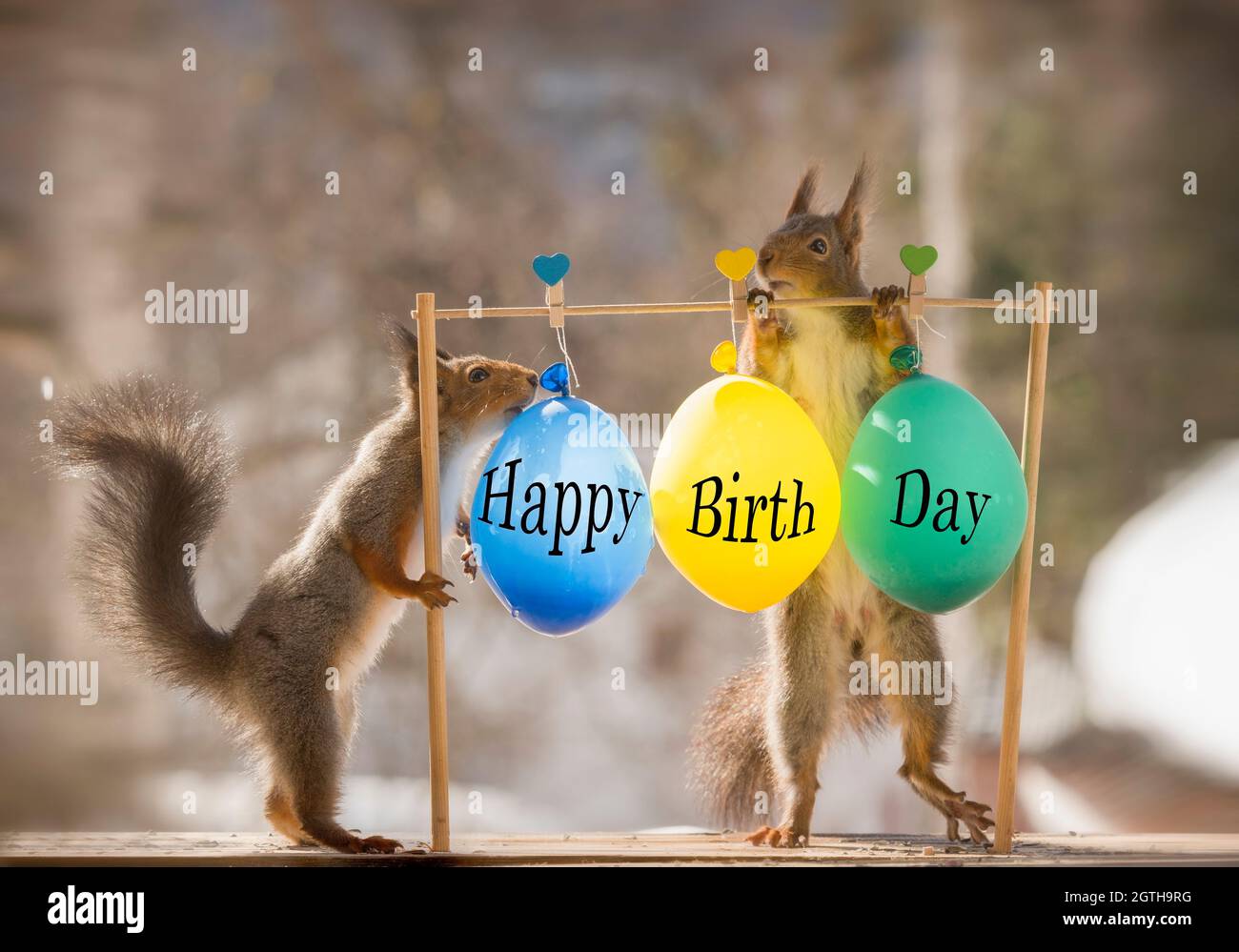 Eichhörnchen stehend mit Happy Birthday Ballons Stockfotografie - Alamy