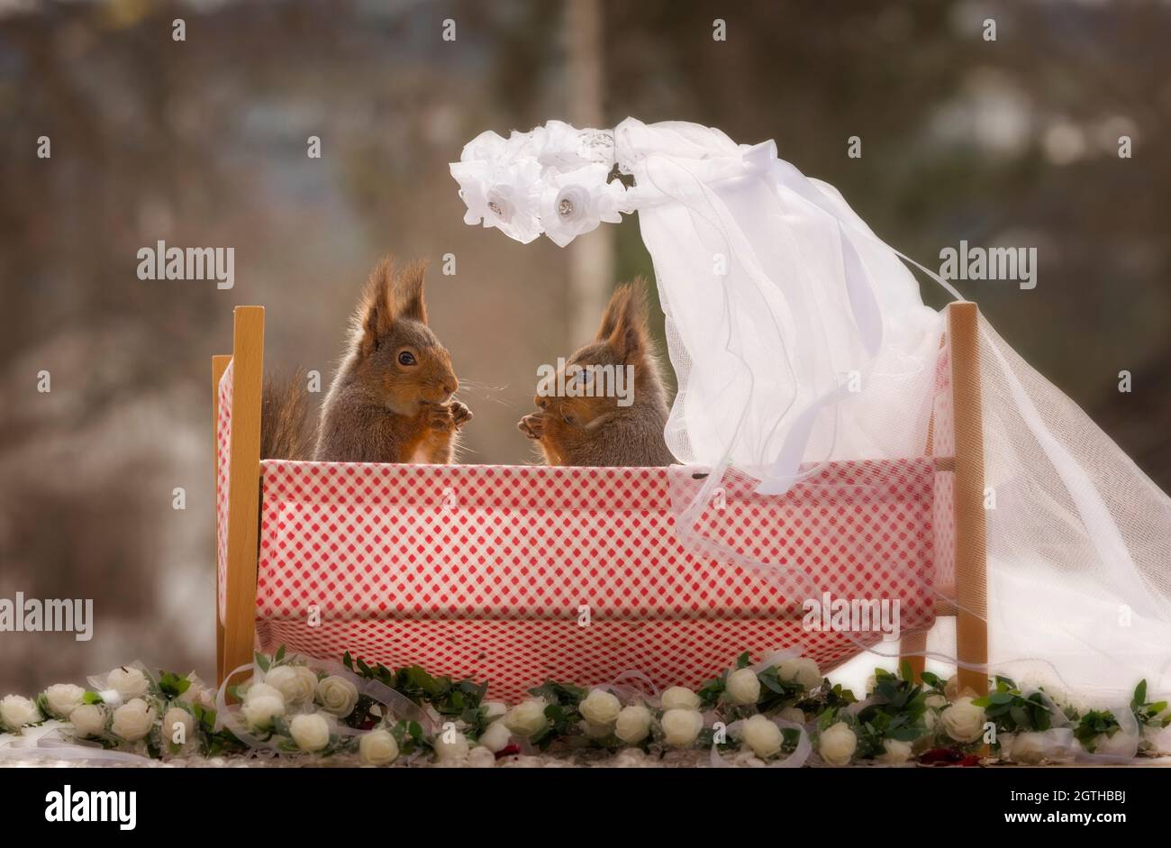 Rote Eichhörnchen in einer Hochzeit bed Stockfoto