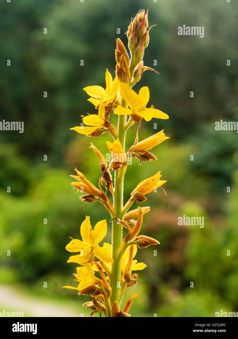 Gelbe Blüten der halbharten südafrikanischen immergrünen Staude Wachendorfia thyrsiflora Stockfoto
