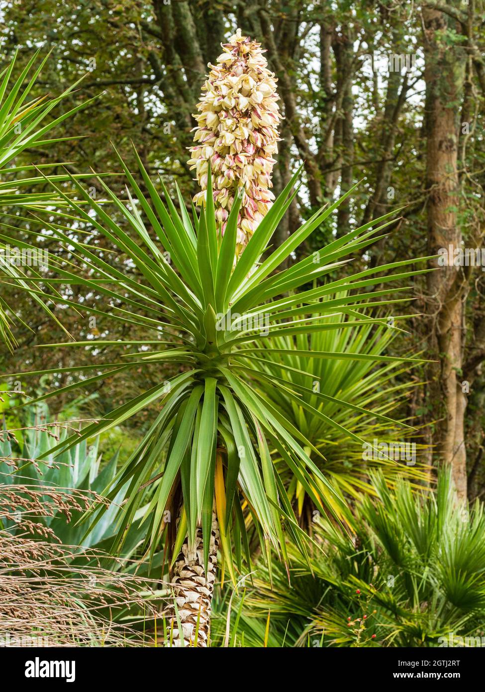 Blühende Pflanze des kaltharten, immergrünen, spanischen Dolches, Yucca aloifolia Stockfoto