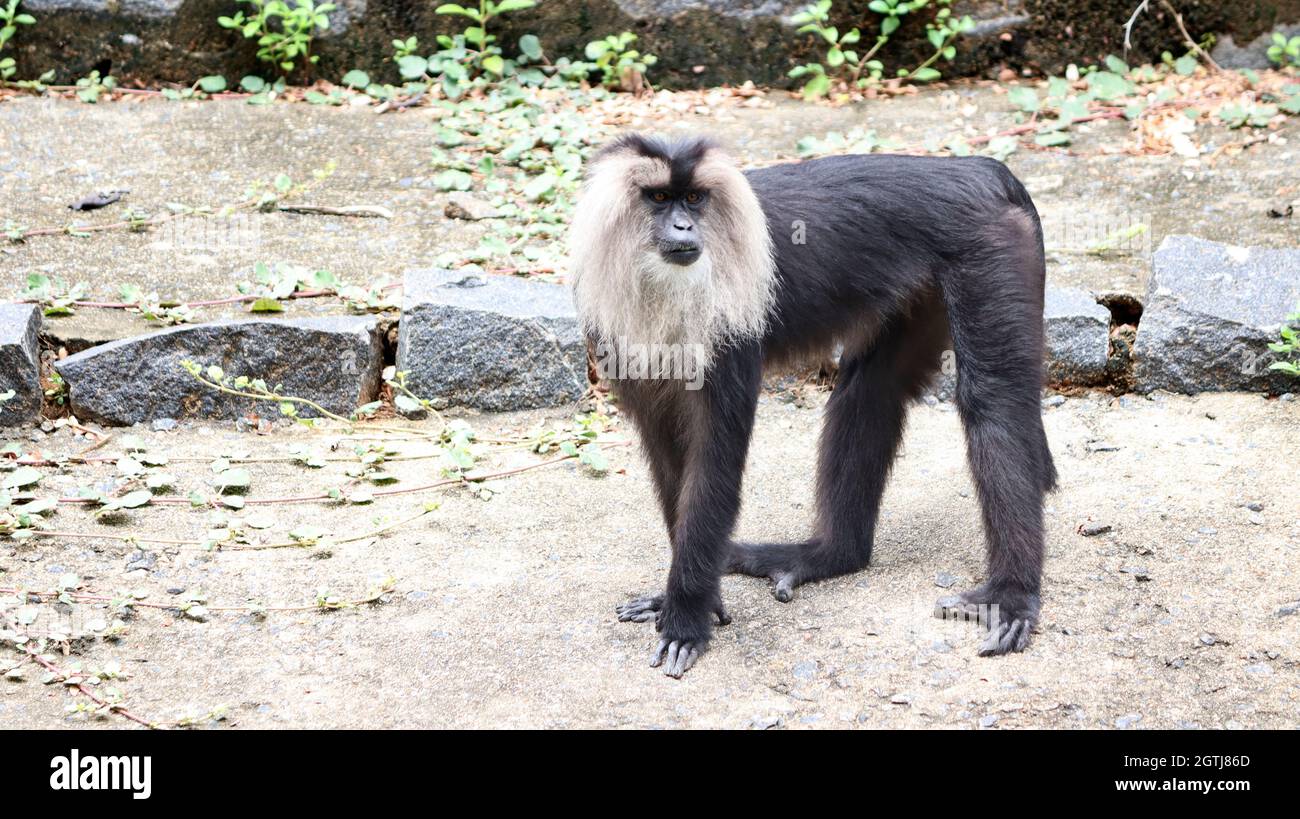 Löwe schwänzt makaken schwarzen Affen Stockfoto